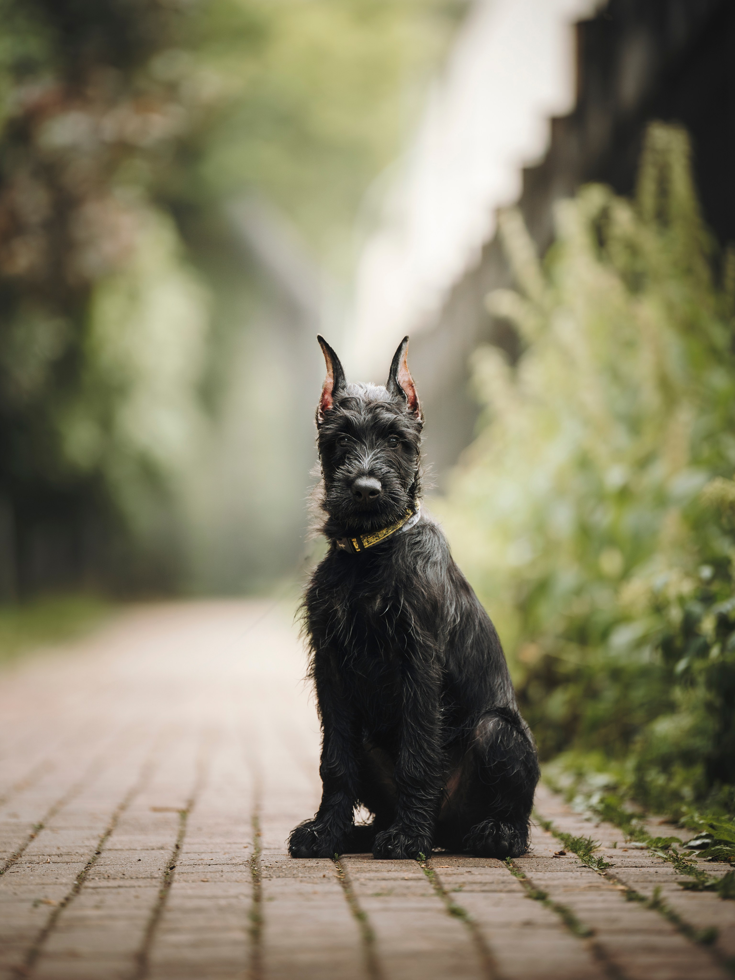 Даша и Умбра. Семейный фотограф анималист Ананьева Мария — Москва