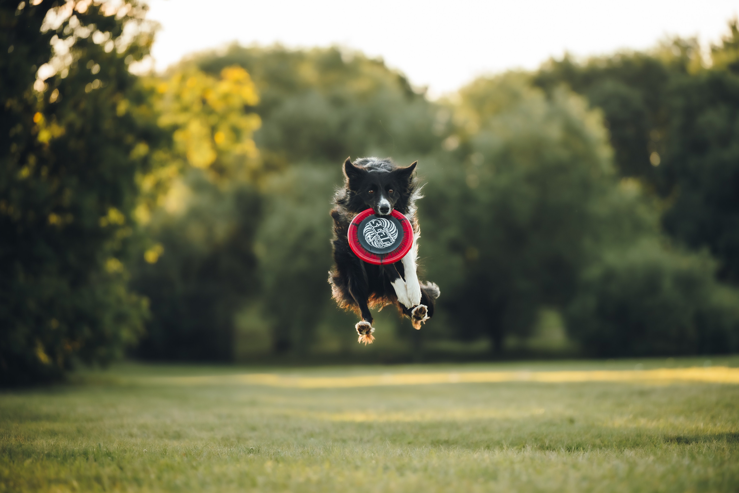 Марина и Эдж. Семейный фотограф анималист Ананьева Мария — Москва