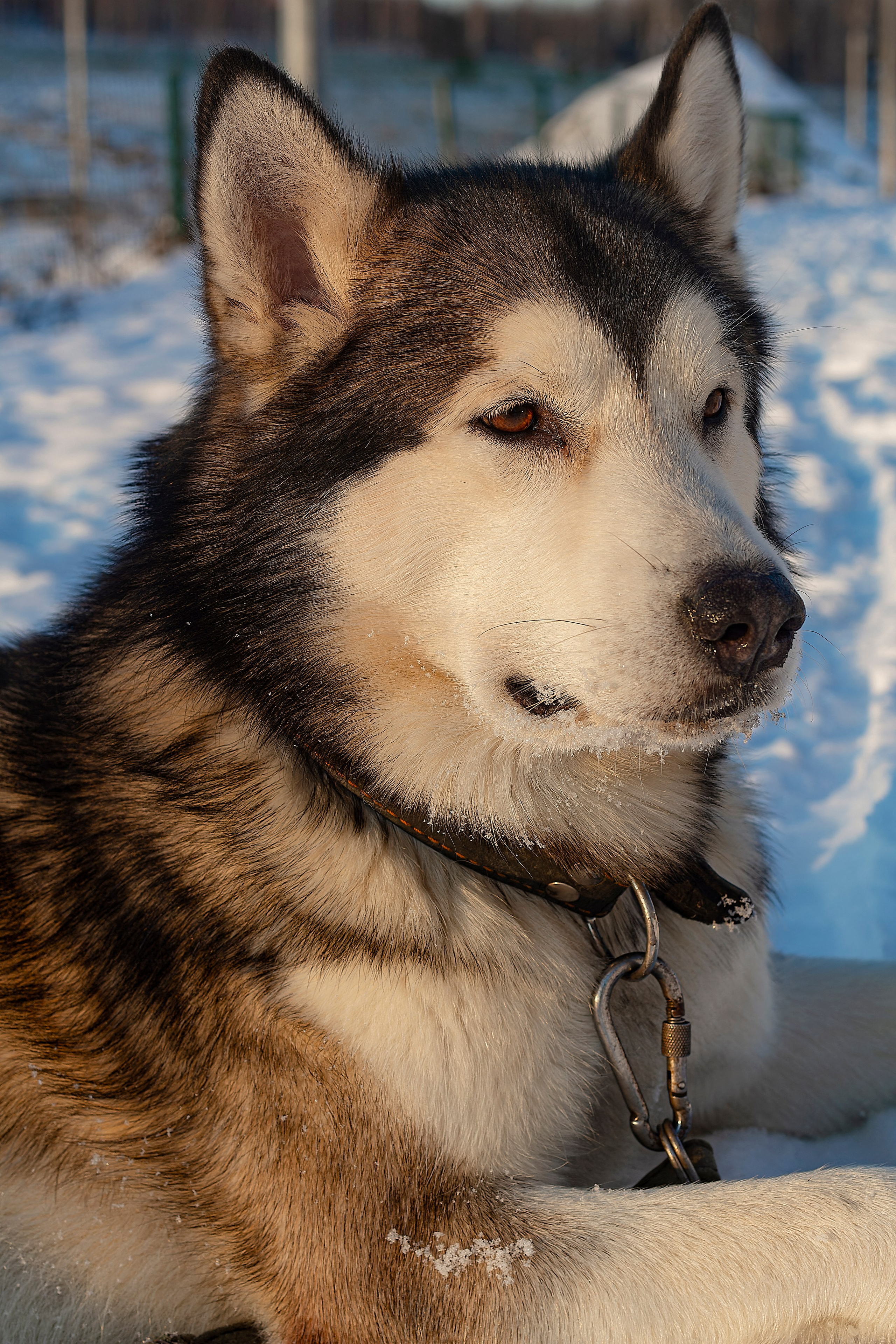 Мои маламуты.Ярик. Лев Постнов.Фотограф. Нижний Новгород