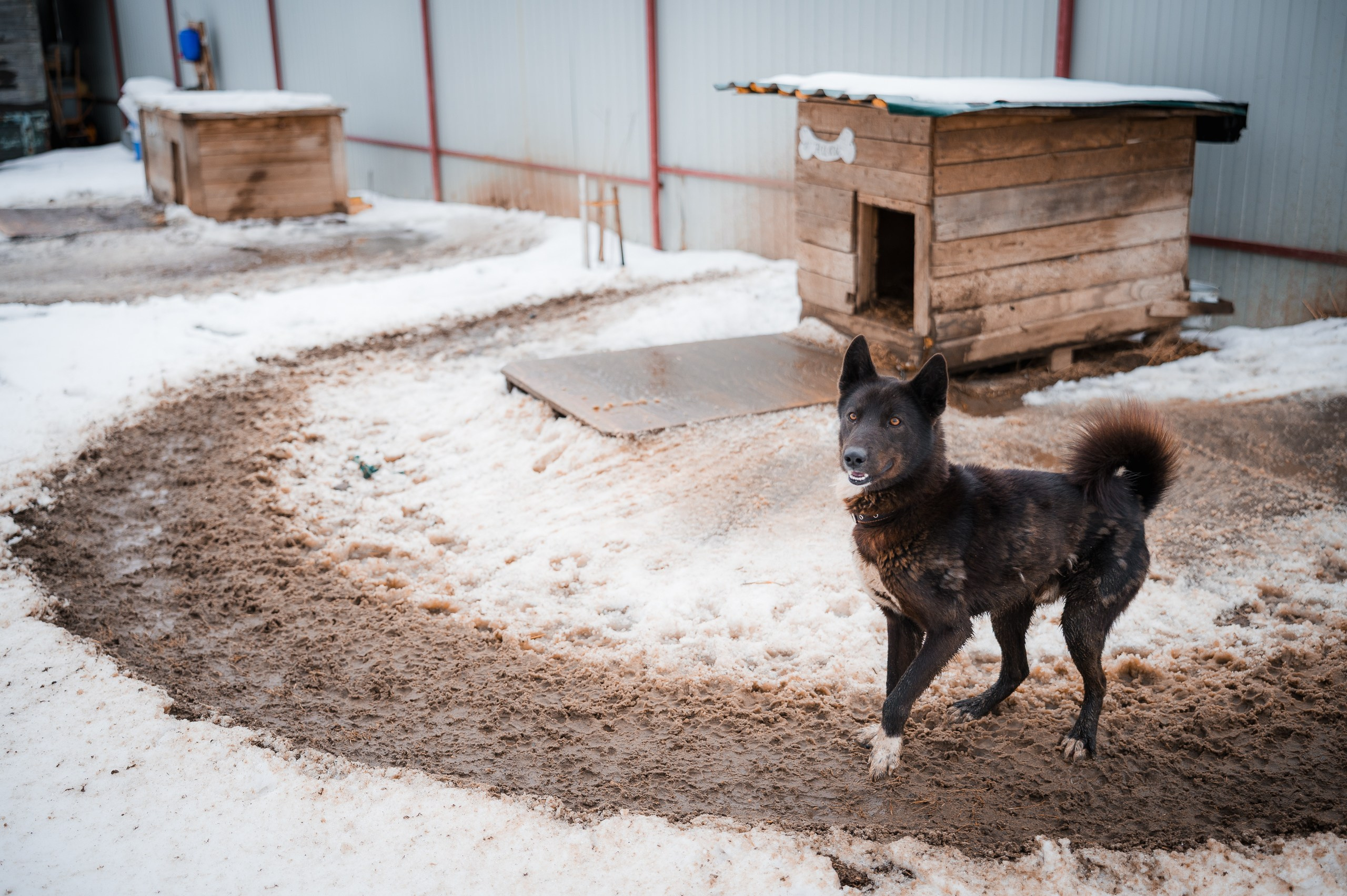 Улыбка собаки — спасение и пристройство бездомных собак