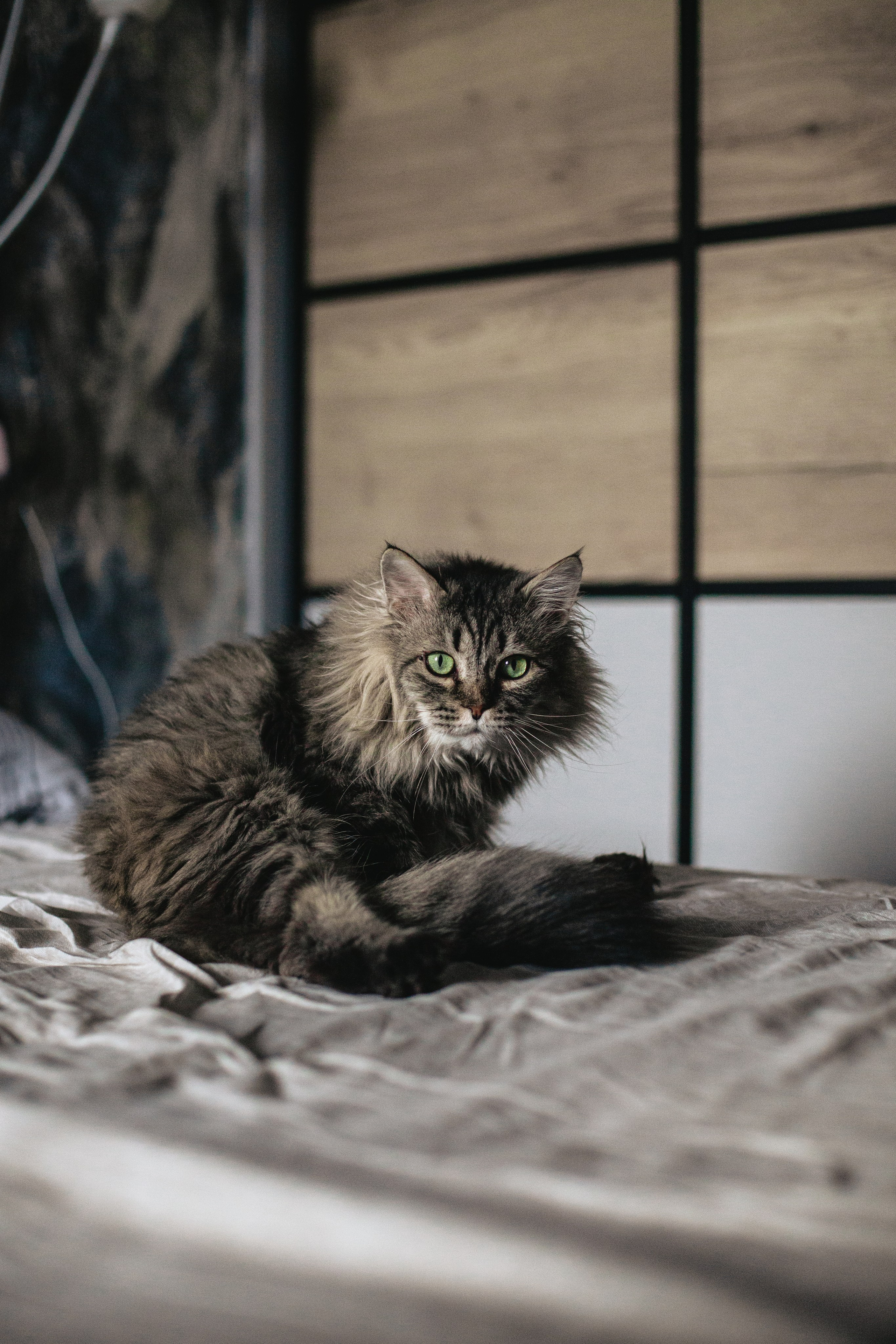 Домашняя фотосессия кота. Фотограф-анималист Татьяна Степанова