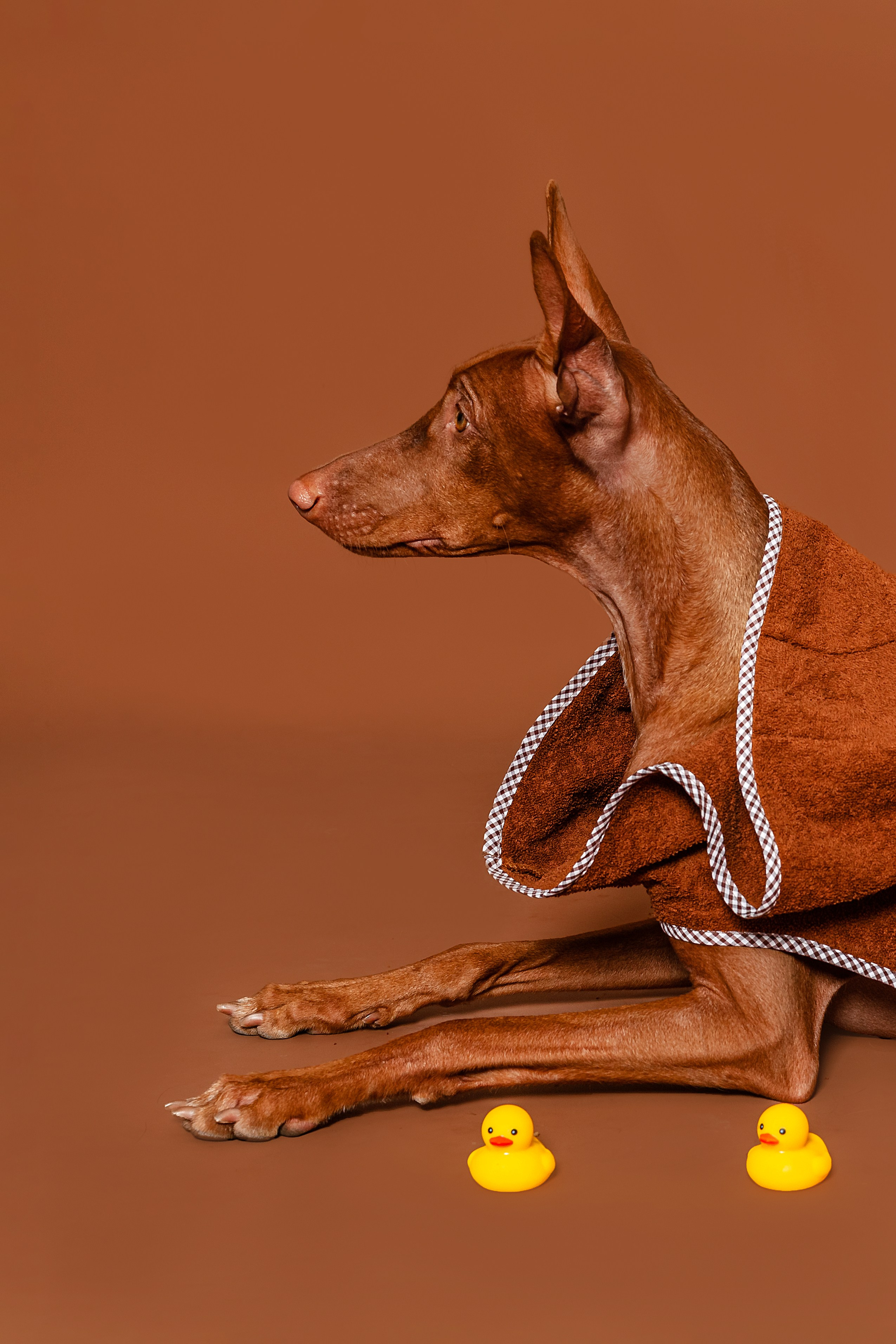Съемка для бренда TEDDYBOY. Фотограф-анималист Татьяна Степанова