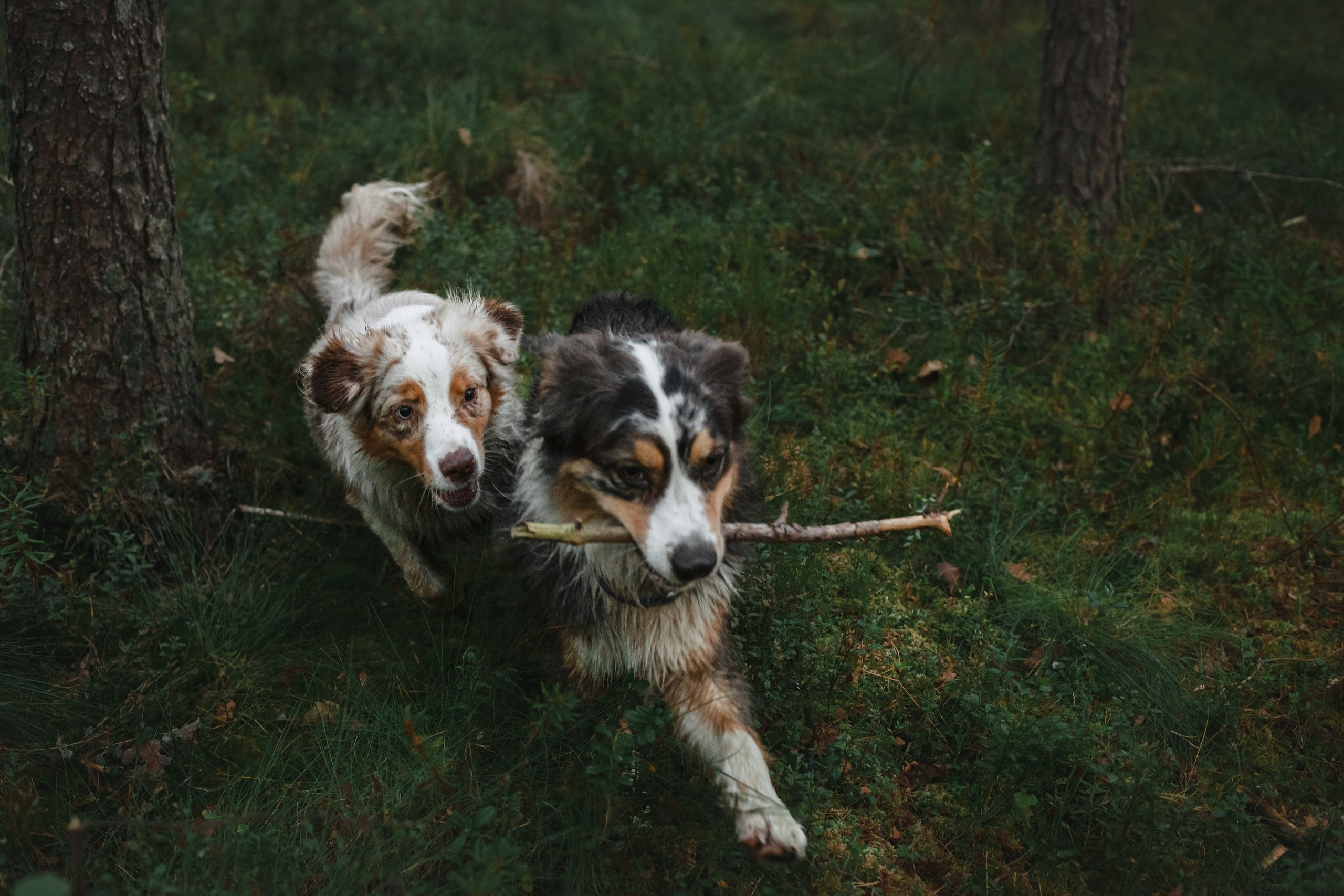 Фотограф-анималист Татьяна Степанова