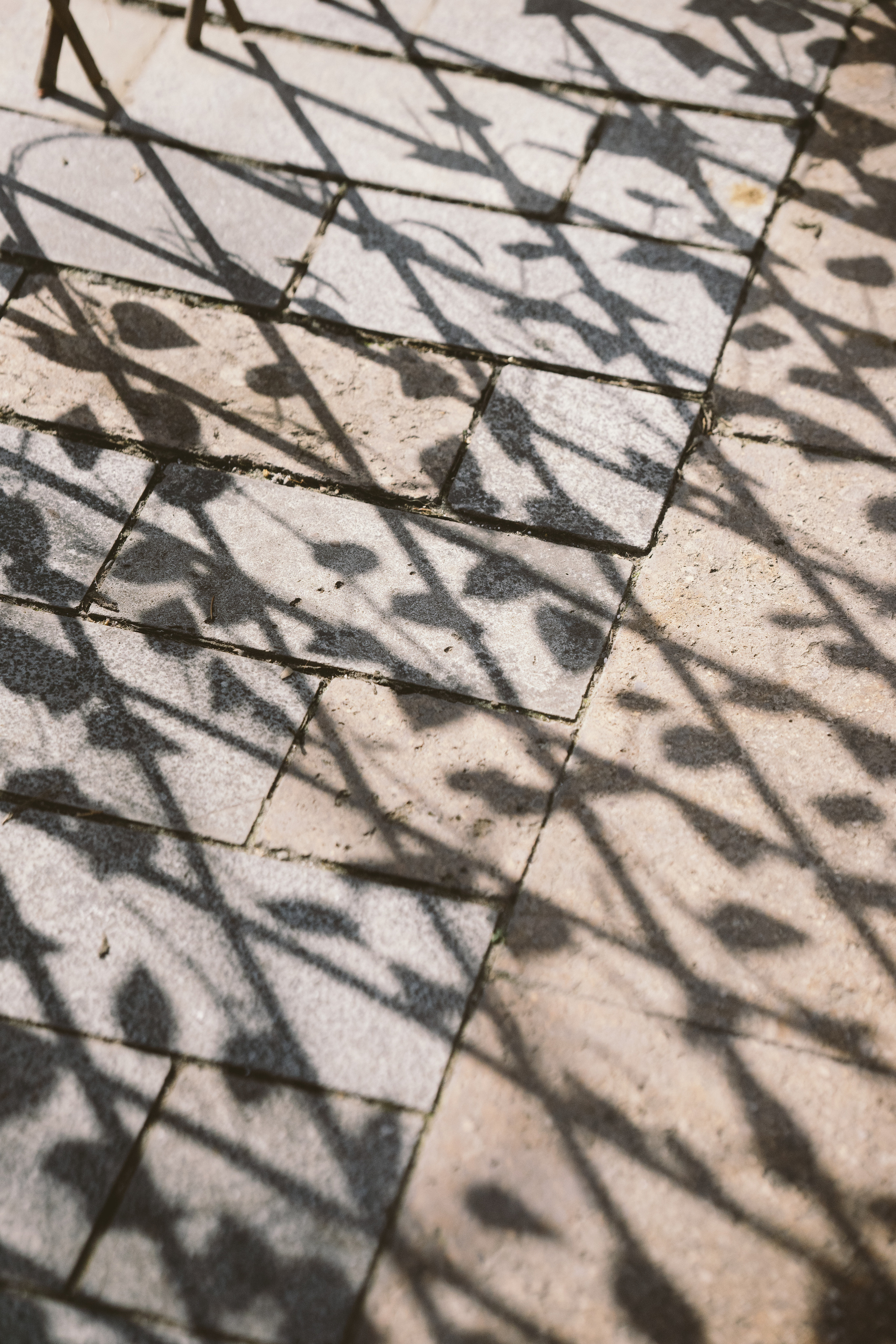 …история о Катрин, немного Париже, королеве и лавочке. Марковы: фото, видео, кино и книги