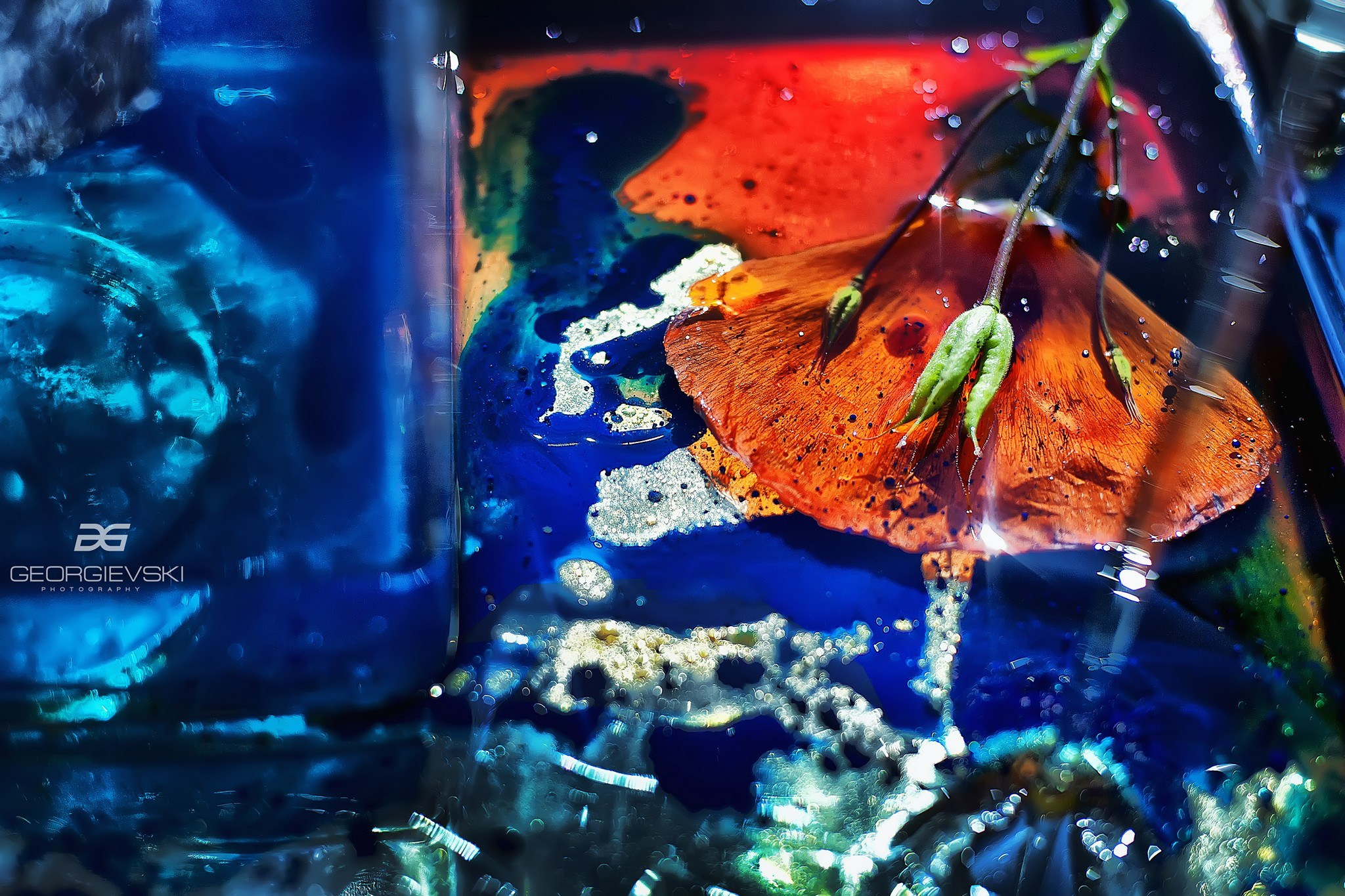 FINE ART. Denisgeorgievski