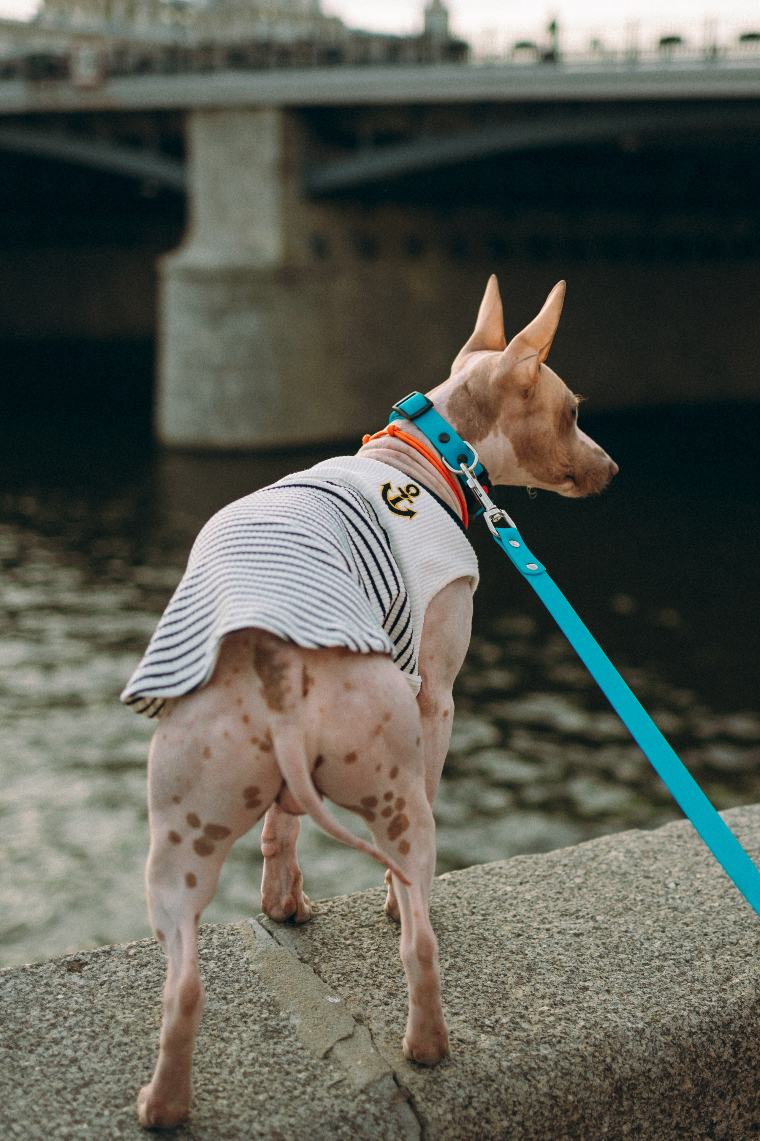 Глаша, Айрон, Ксюша и Оля. Фотограф анималист Анастасия Пикей