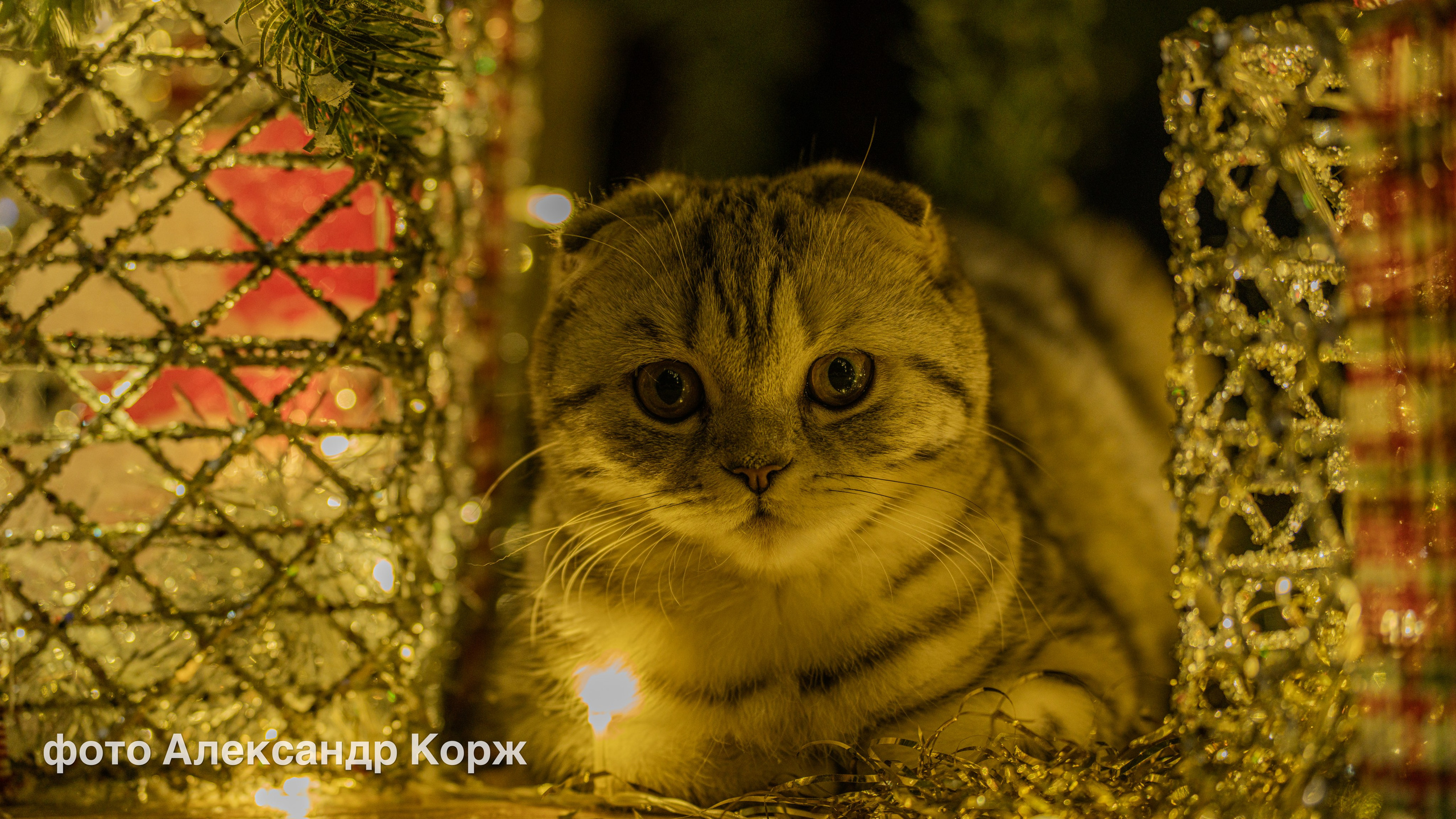 Животные. Фотографии и видеосъемка, Айхал, Удачный, Якутия. Фотографии Айхал