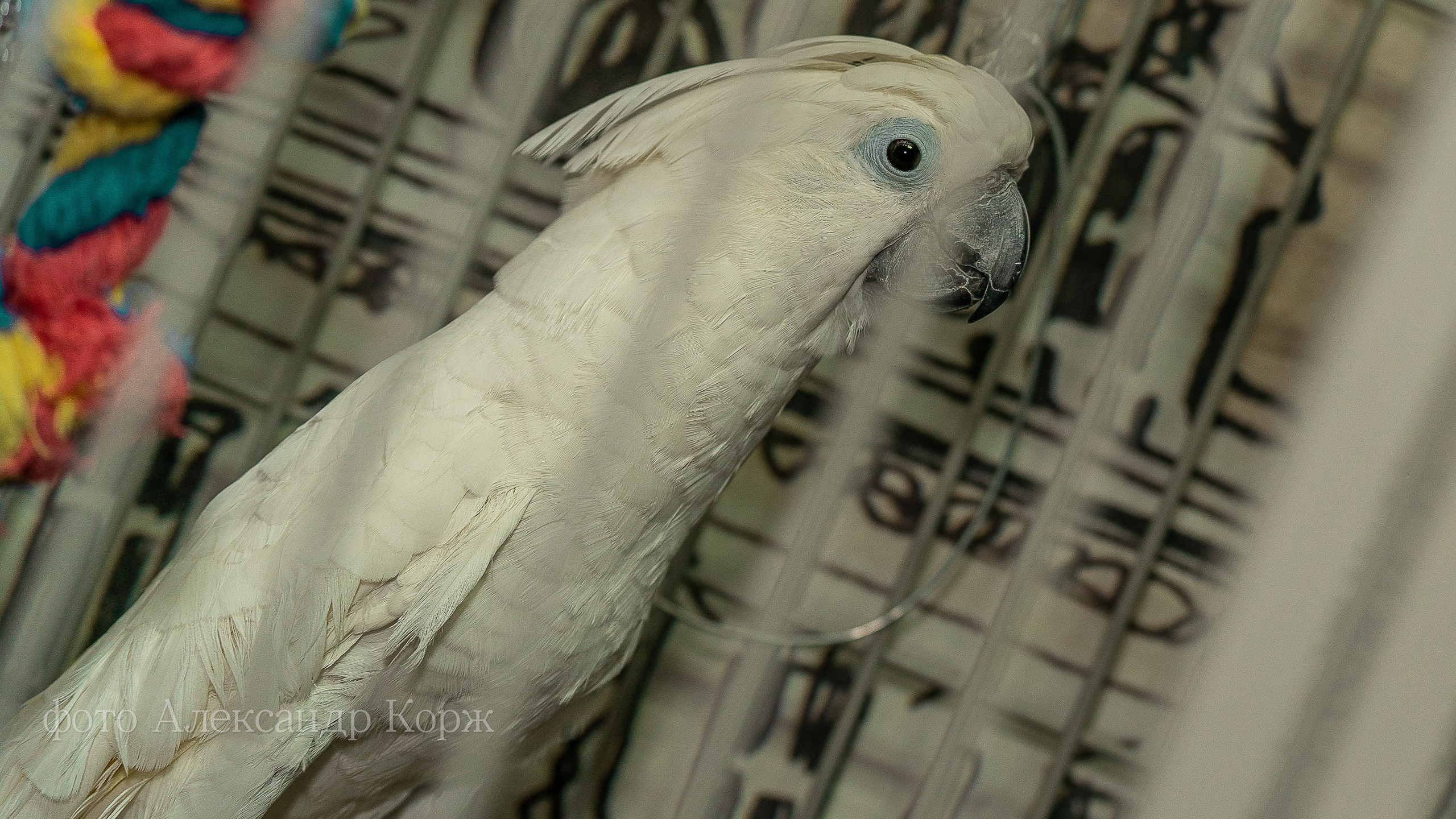 Животные. Фотографии и видеосъемка, Айхал, Удачный, Якутия. Фотографии Айхал