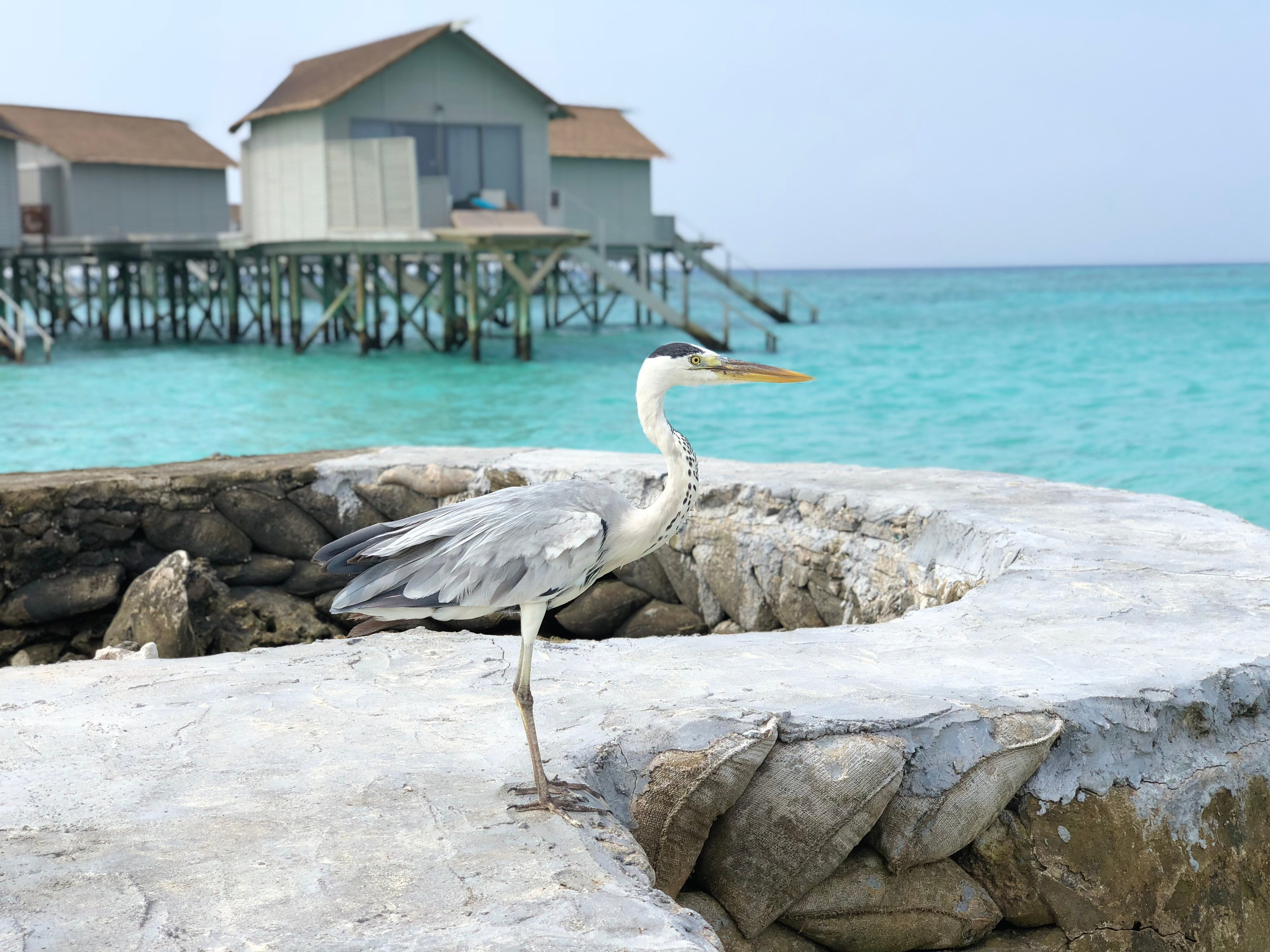 Бронирование резорта CENTARA RAS FUSHI RESORT