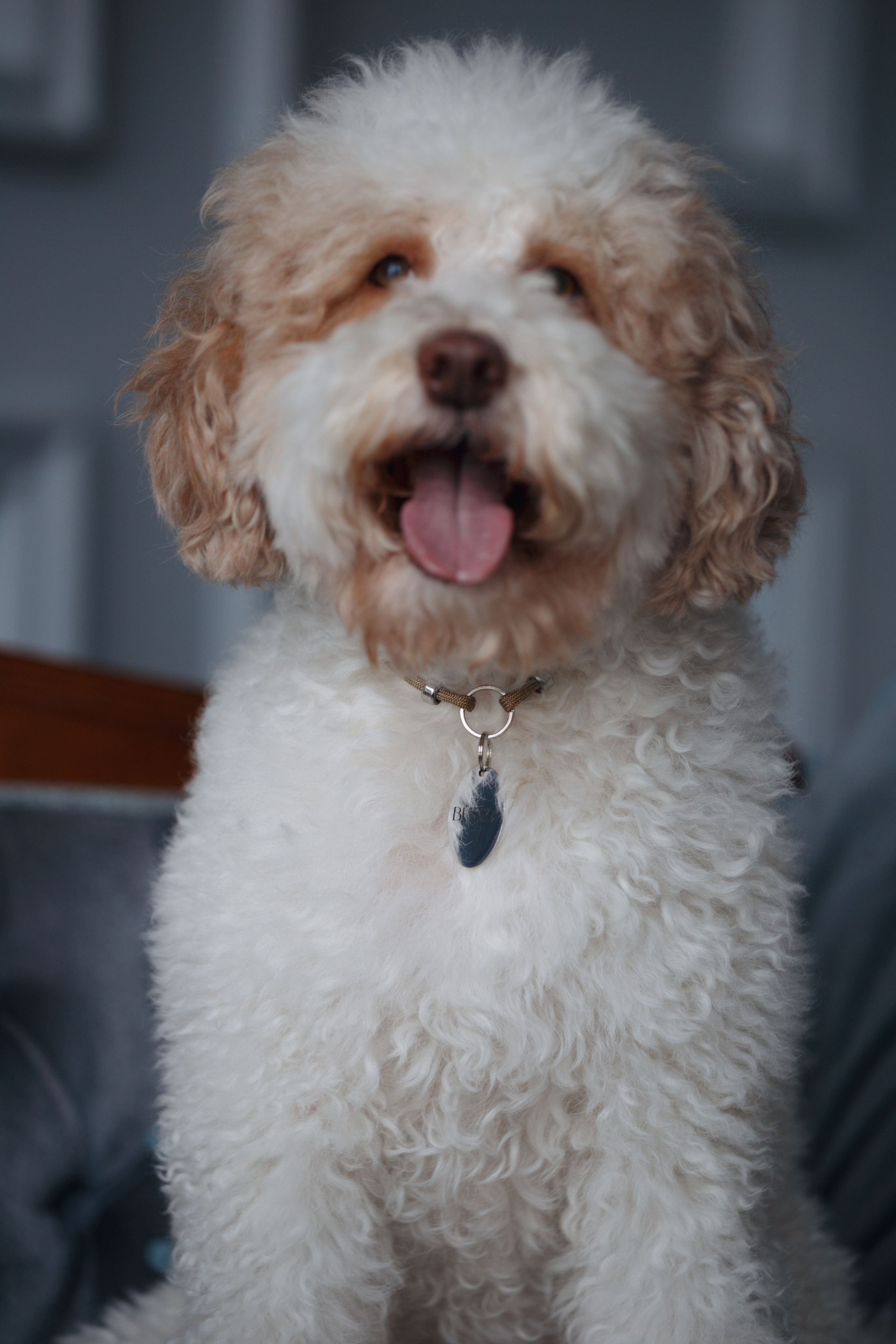 Bmbh лежанки и адресники. Фотограф анималист Кристина Карпова, Москва