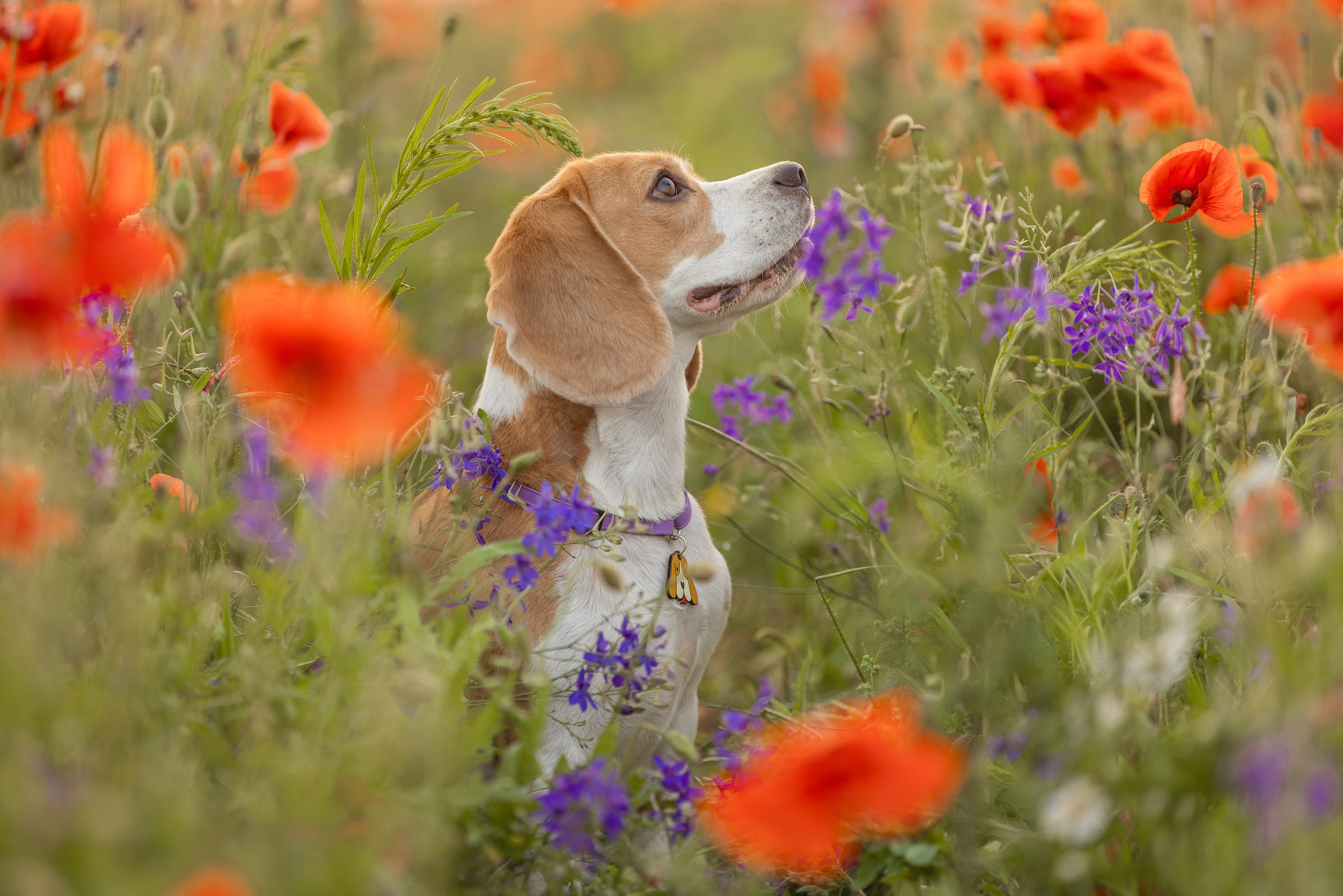 Маки 2024. Фотограф Алена Звездина