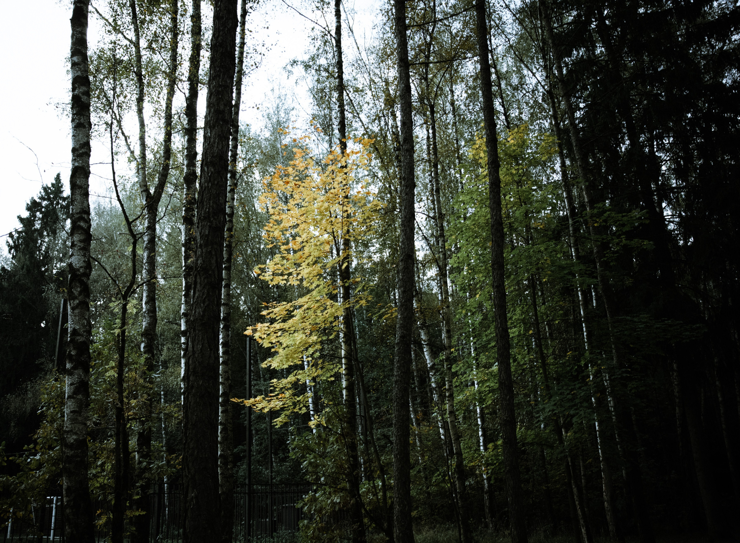 Осень 2025. Фотограф из Москвы — DASHA NOVA | Авторская фотография в разных жанрах