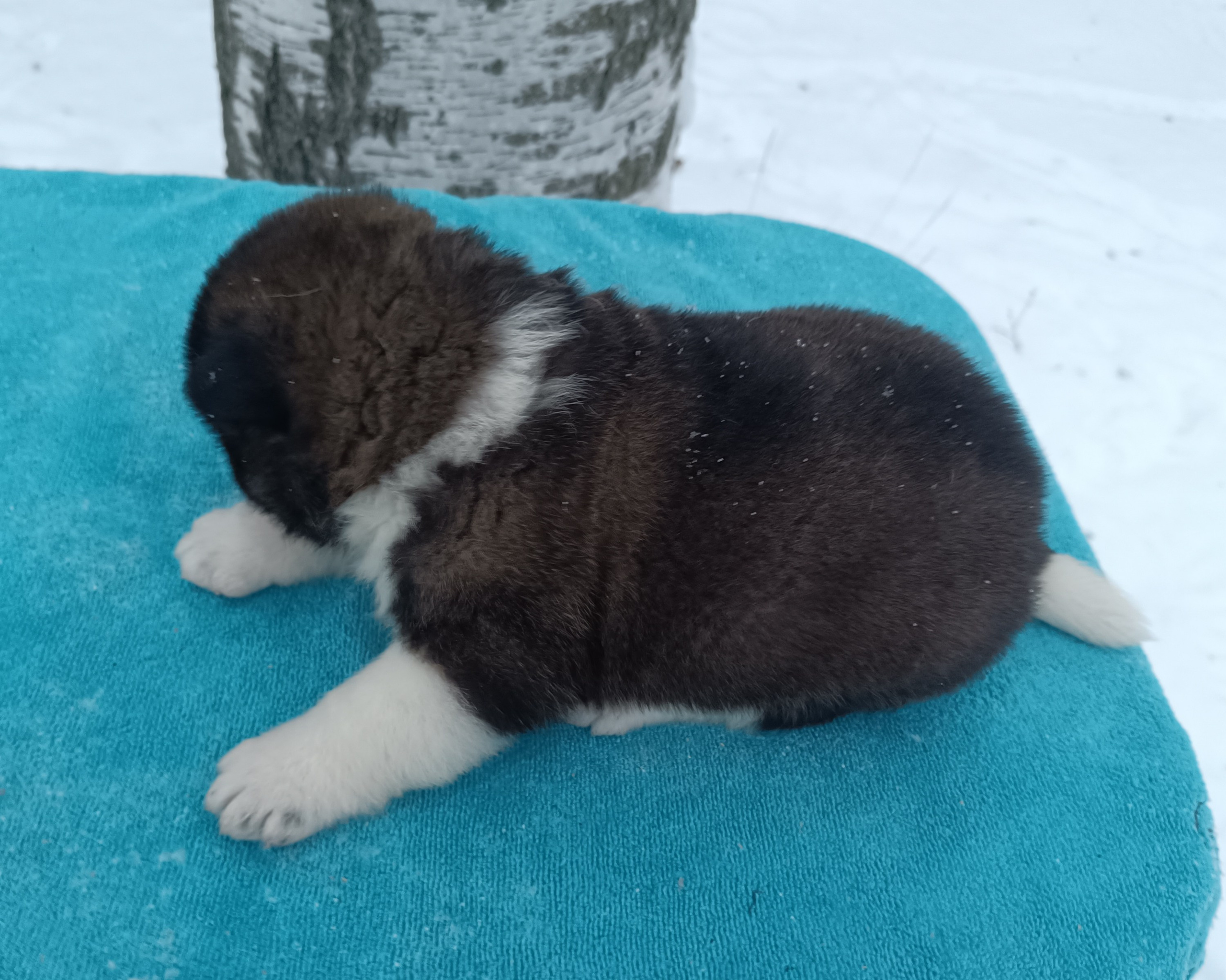 Американская акита  щенки питомник Санкт-Петербург клубные щенки Американская акита питомник RUBYLIGHT Рубилайт купить щенка американской акиты