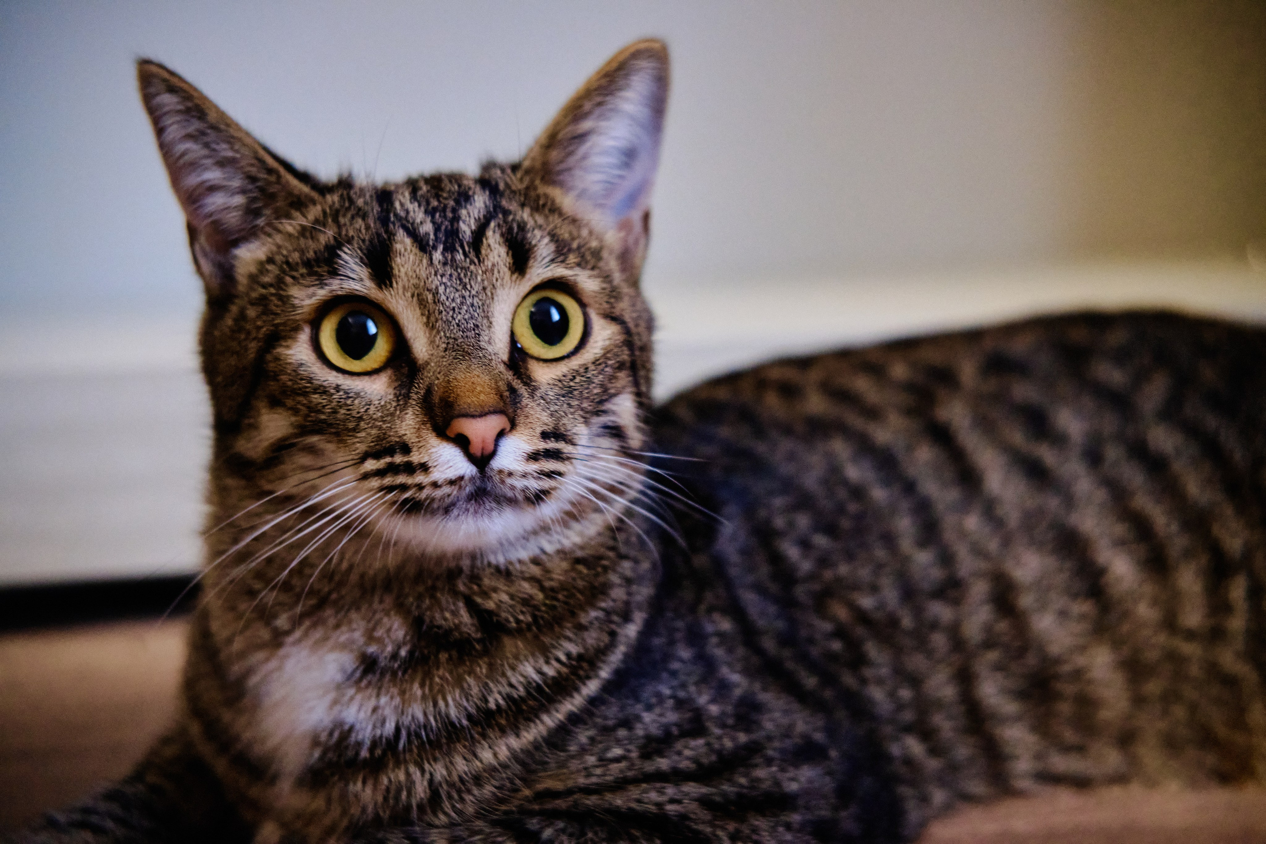 День Рождения красотки Вероники. Фотограф Дарья Писаревская | Москва