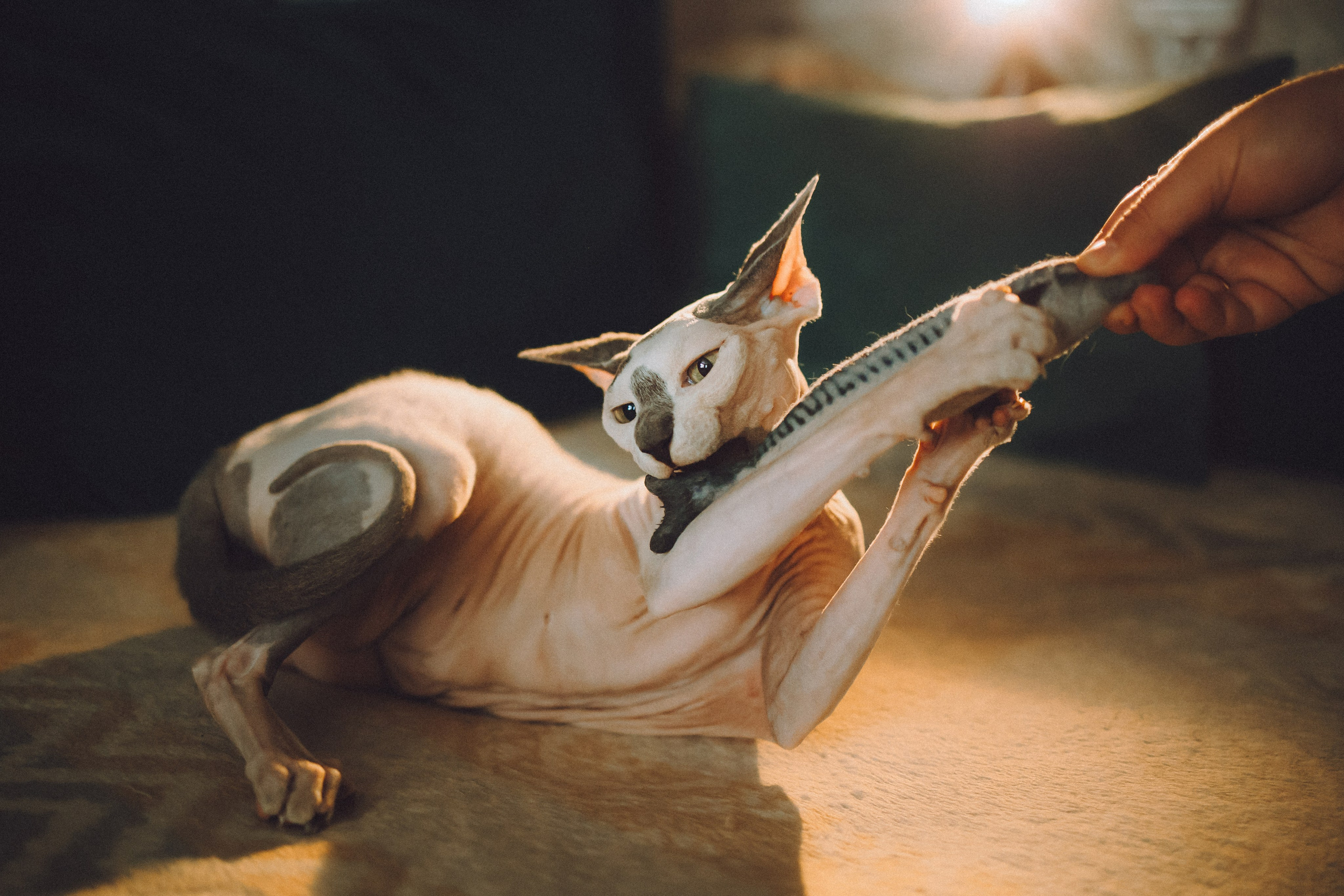 Топик и его семья