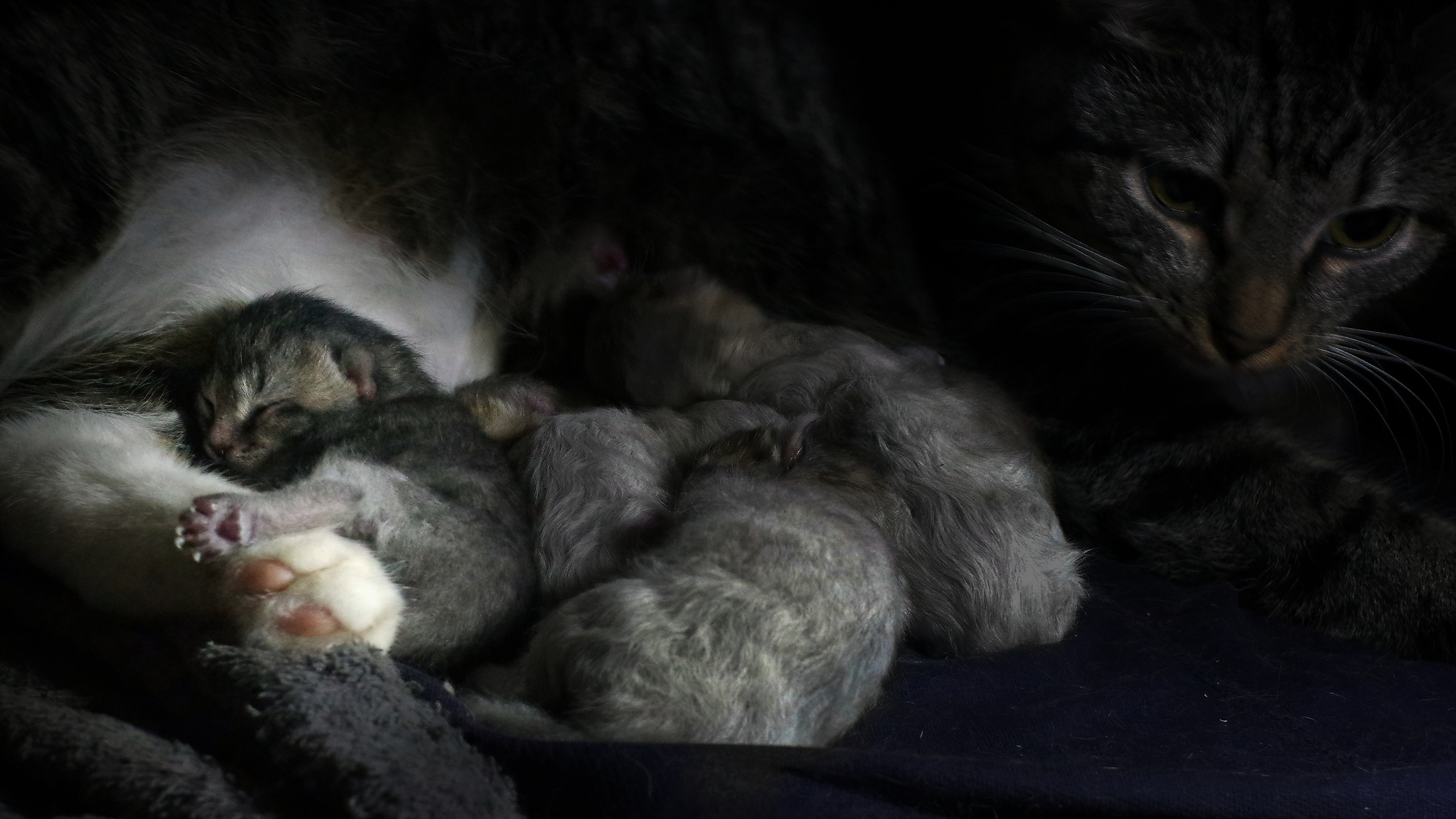 Котятам 1 день. Вадим Шейдин