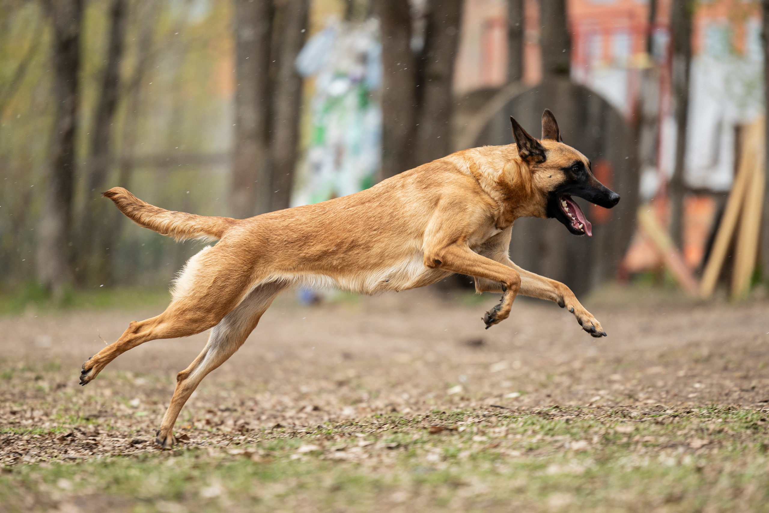 Квалификационные состязания по мондьорингу г. Вологда 11.05.24. Фотограф-анималист Анна Маринич