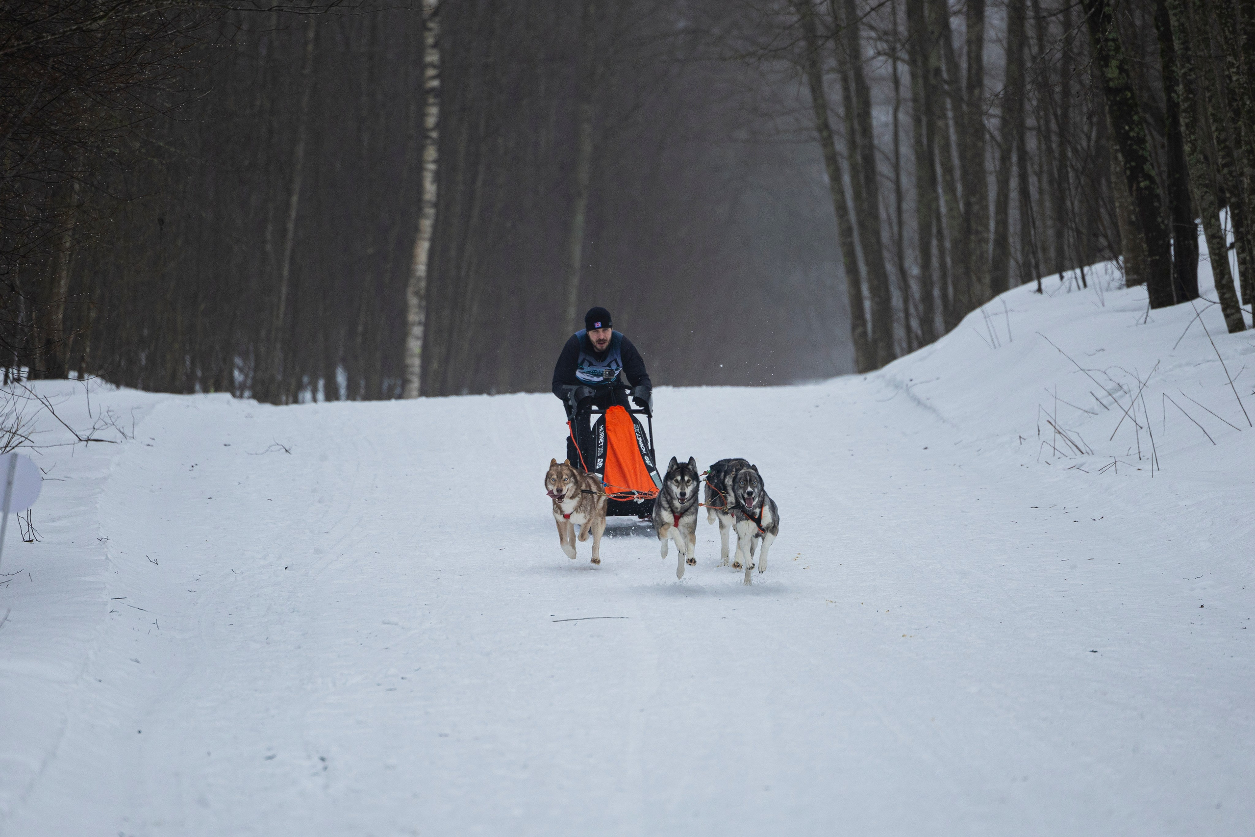 Зимний Чемпионат Санкт-Петербурга по ездовому спорту. Фотограф-анималист Анна Маринич