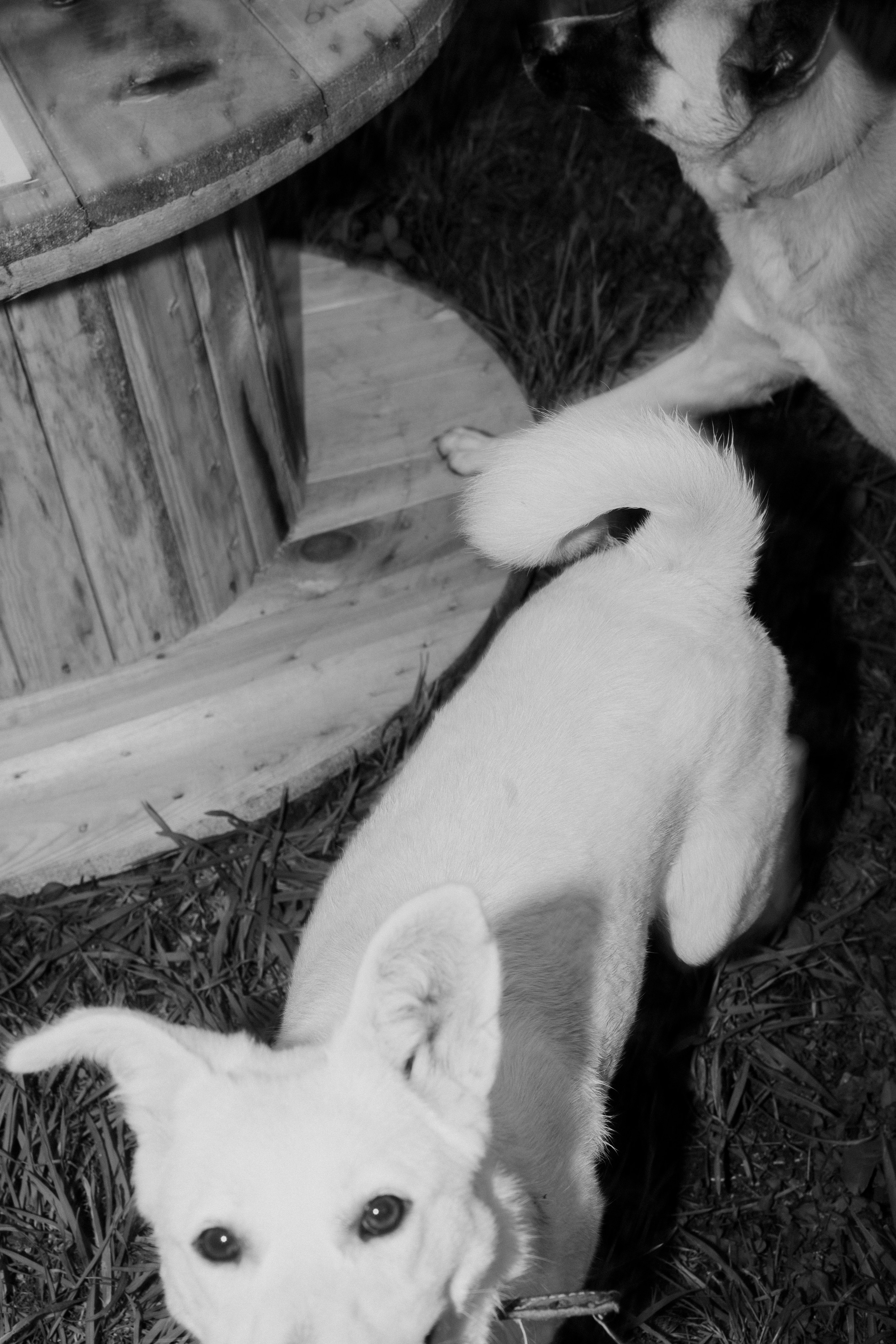 Улица Балтийская. Veronika Popadeikina Photographer