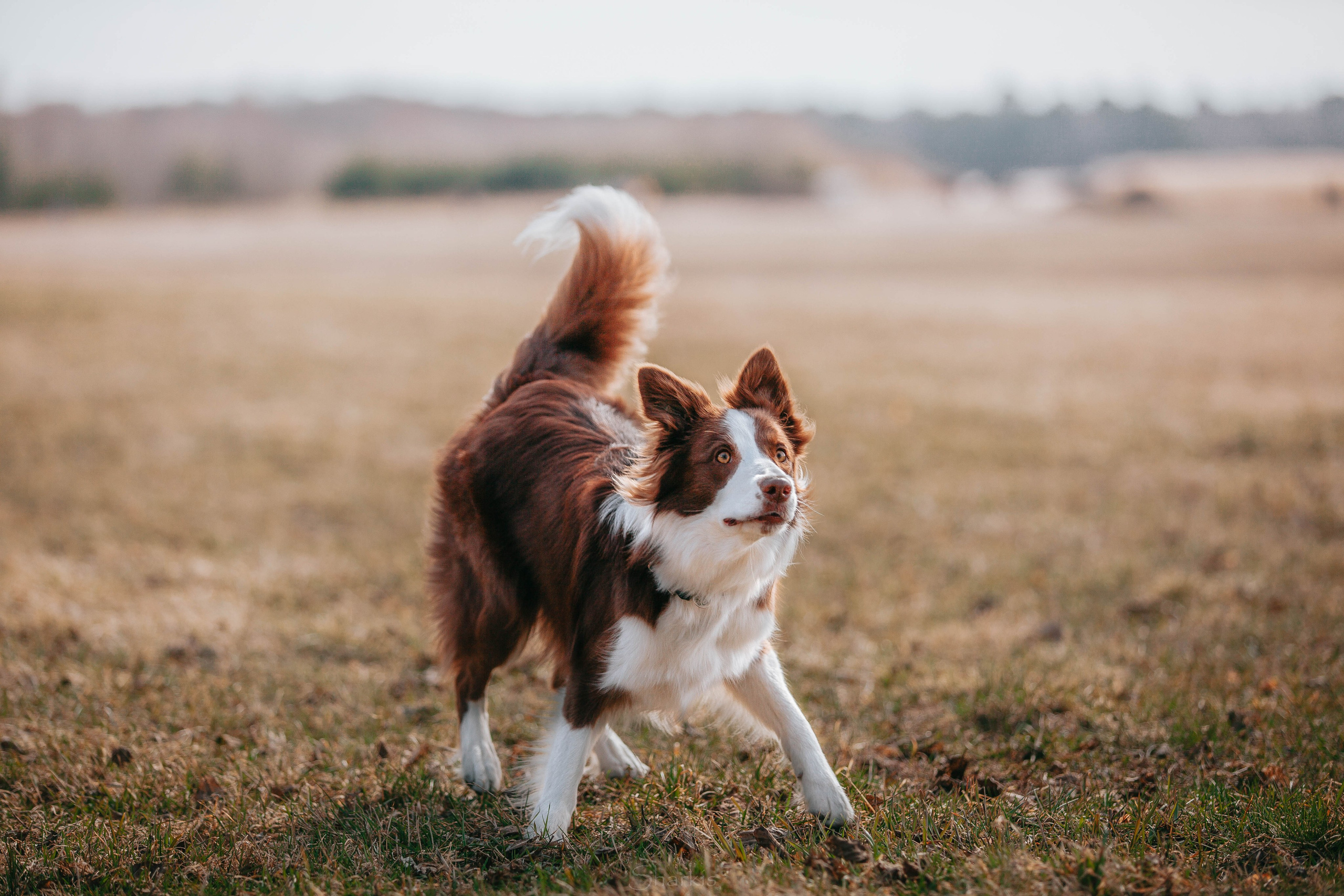 Бордюха, Лора, Берта, Мета. Главная