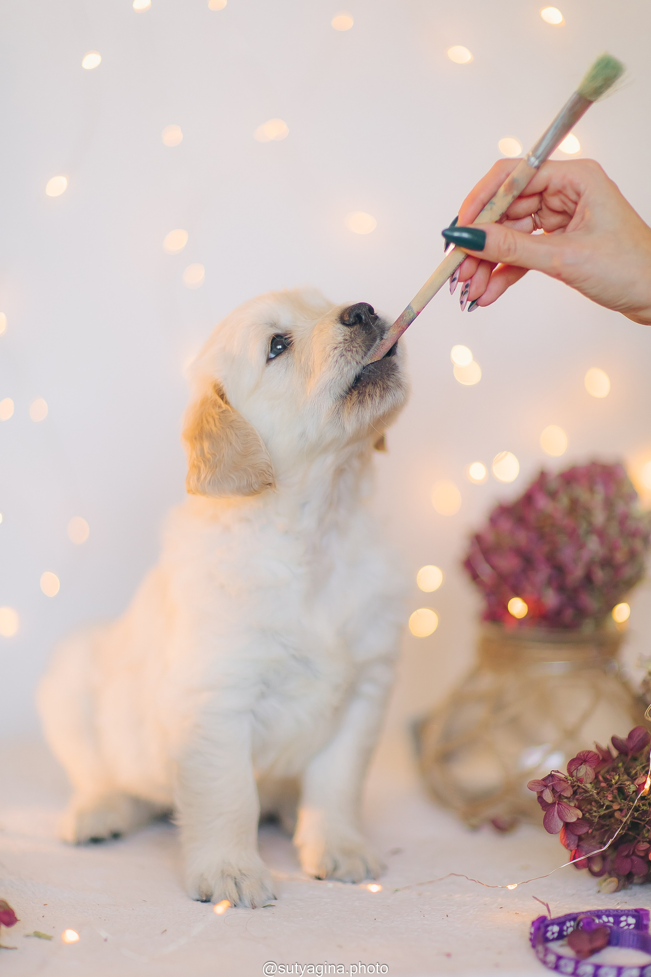 Фиолетовая лента. Свадебный и женский фотограф