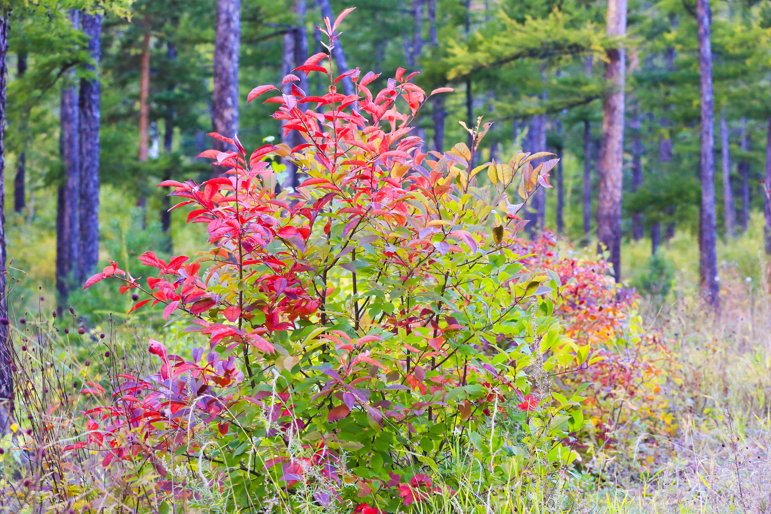 Фото Природы Забайкалья. Студия Максима Белослюдцева