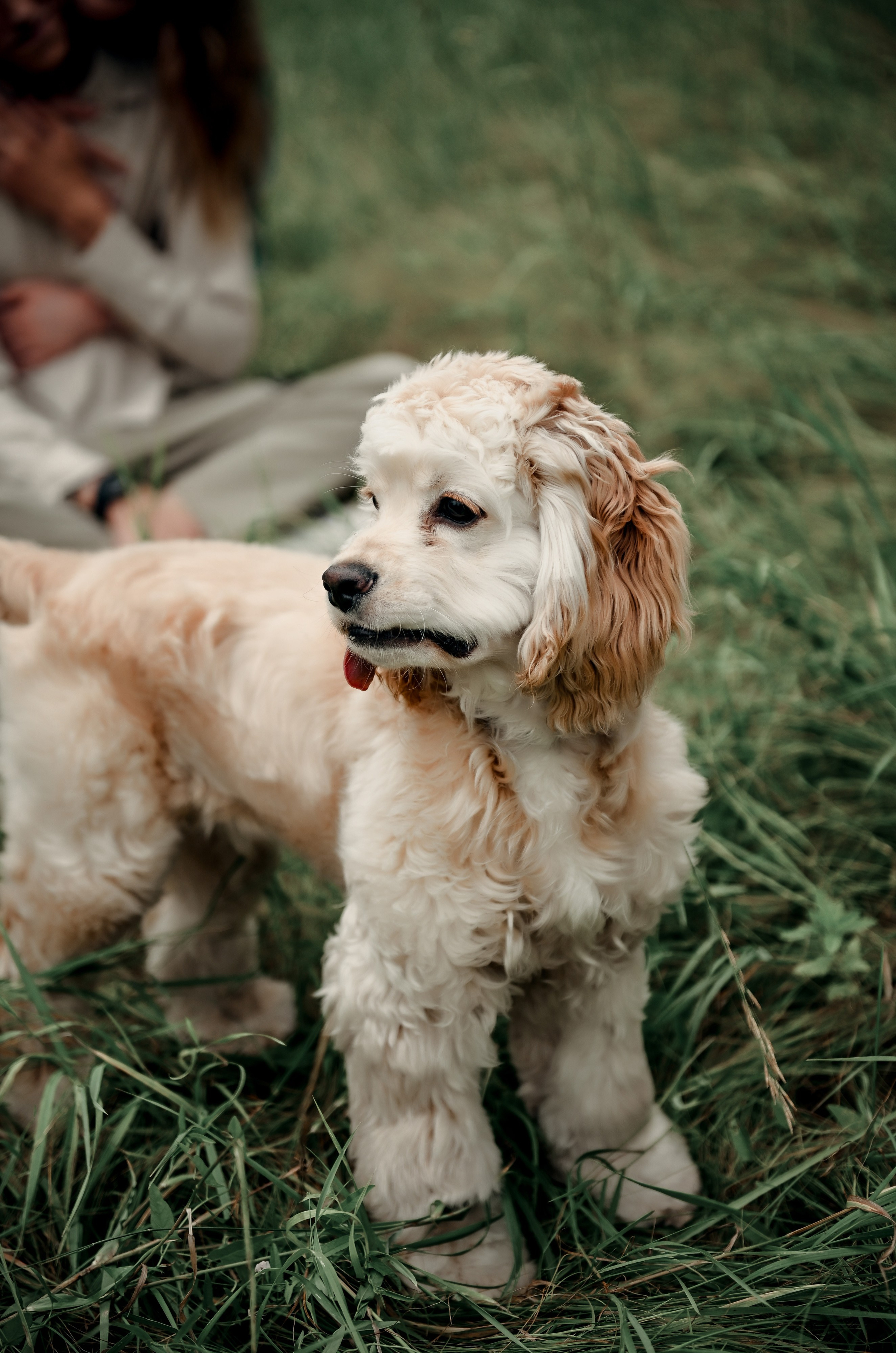 Love story прогулка вместе с песиком))). Свадебный, семейный, детский, контент фотограф в Омске Максим Ильин