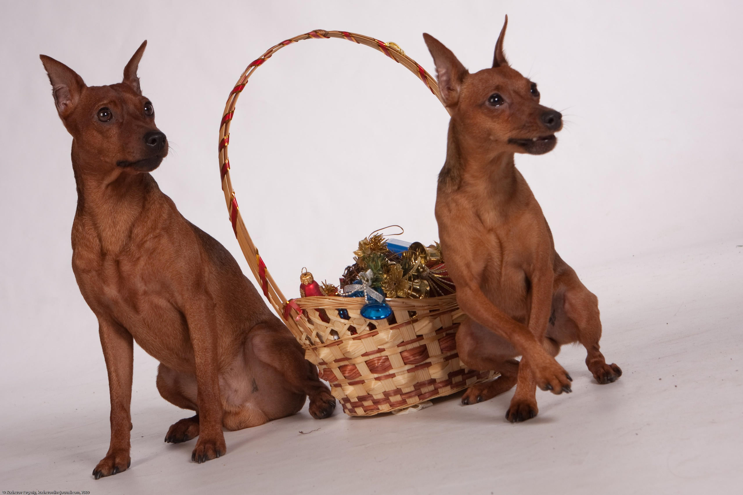 Собачки в студии. Кучеров Евгений. Фотограф