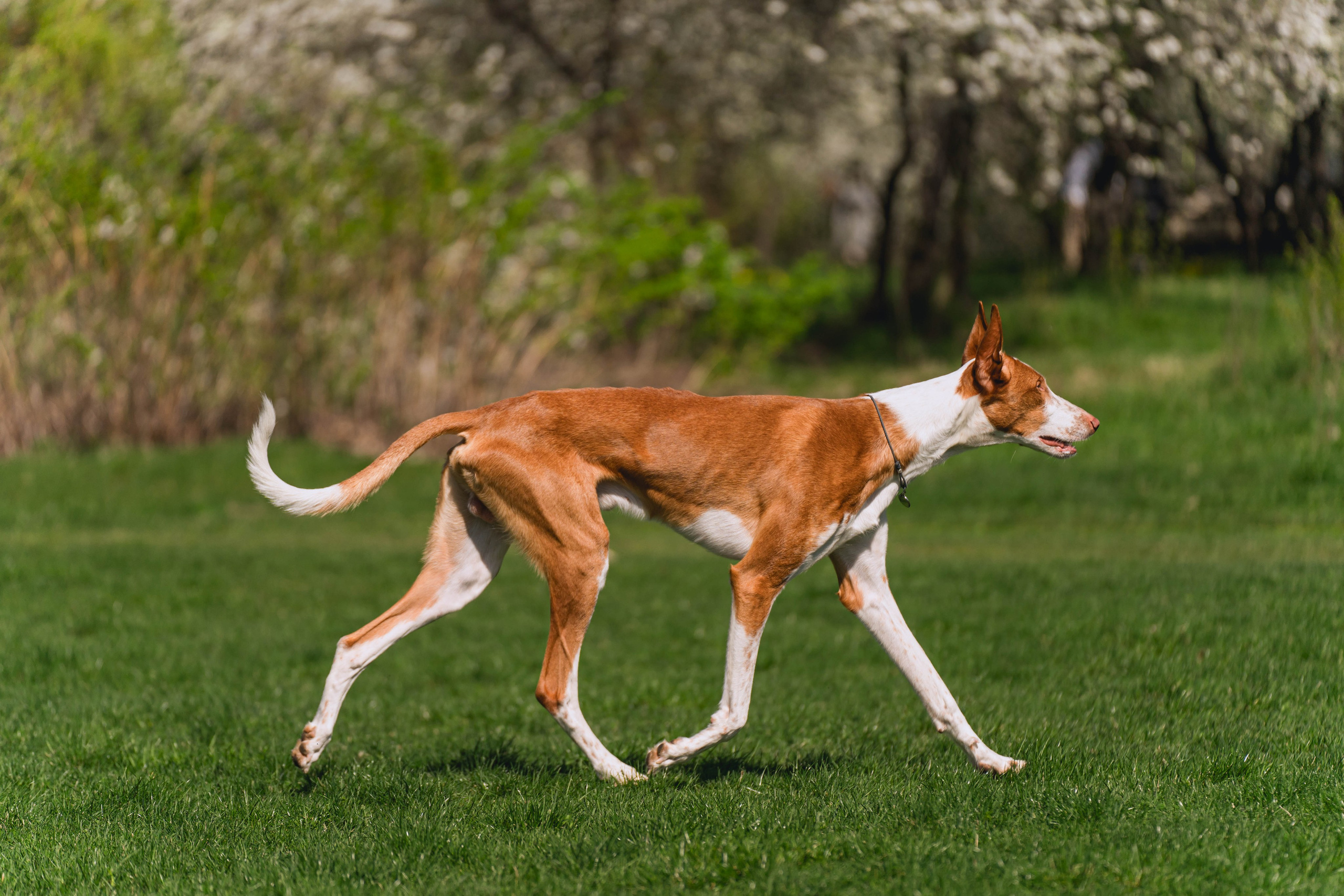 Выставки собак. Фотограф в Москве Ленарская Дарья