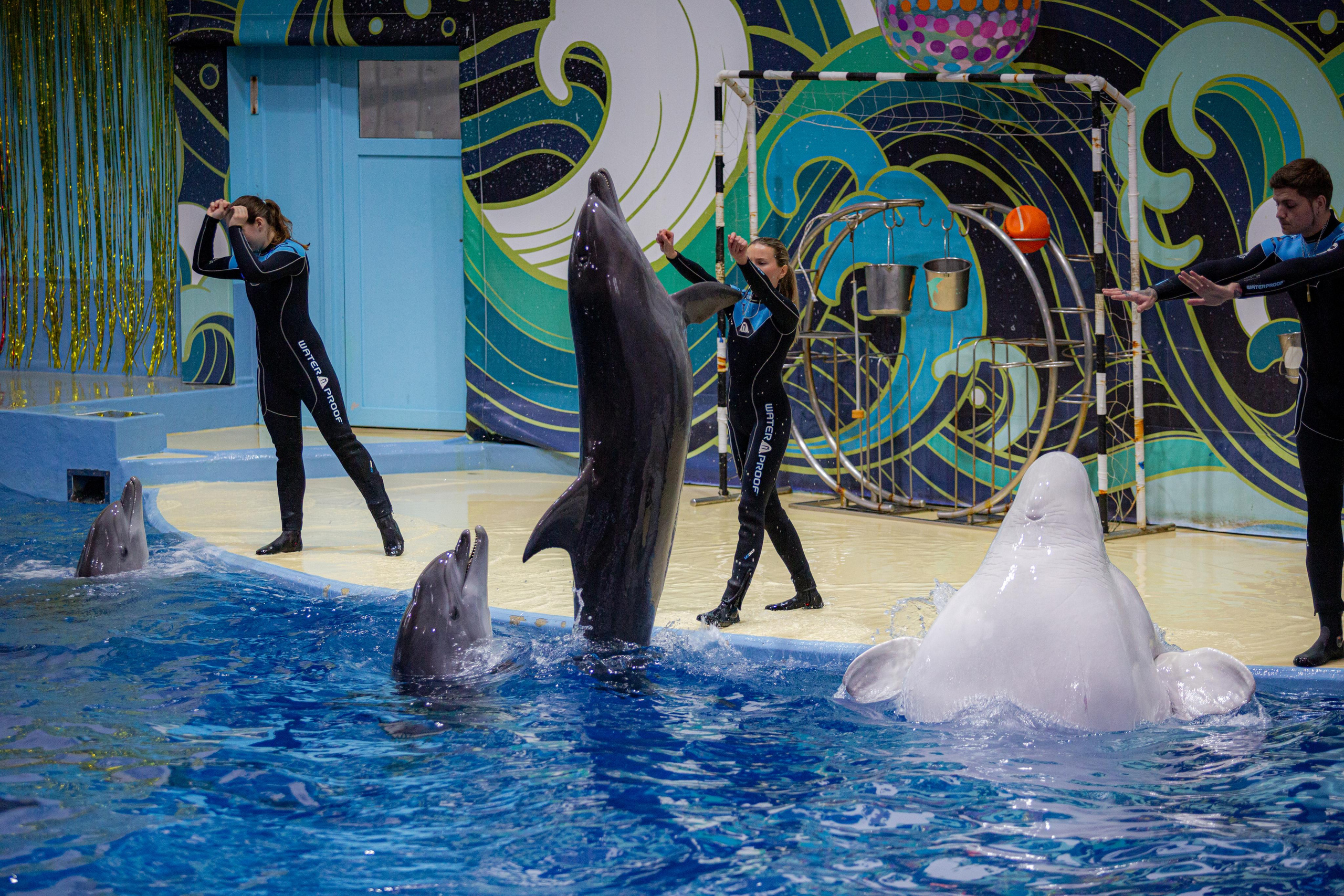 Dolphinarium “Riviera”. Photographer Sonkina Tatiana (Tanya Ash)