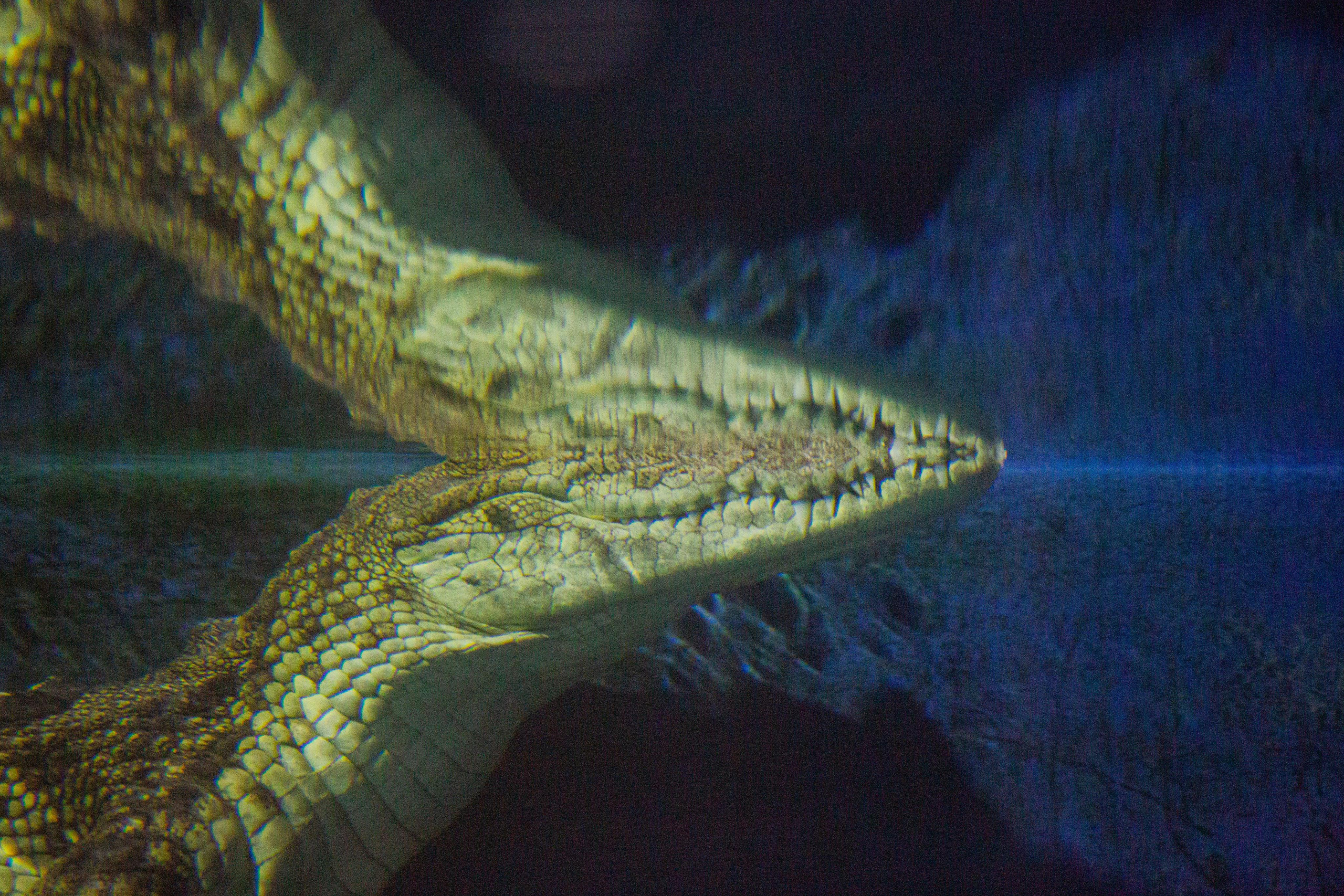 Аквариум и Морской зоопарк. Photographer Sonkina Tatiana (Tanya Ash)