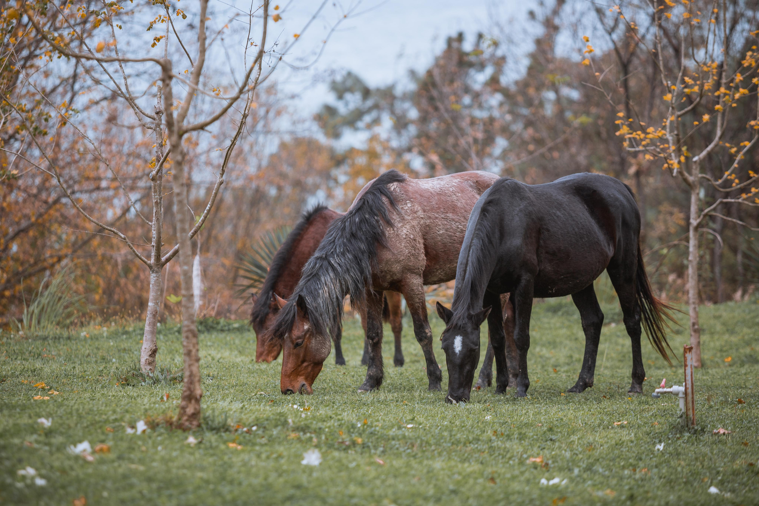 Дача Сталина. Photographer Sonkina Tatiana (Tanya Ash)