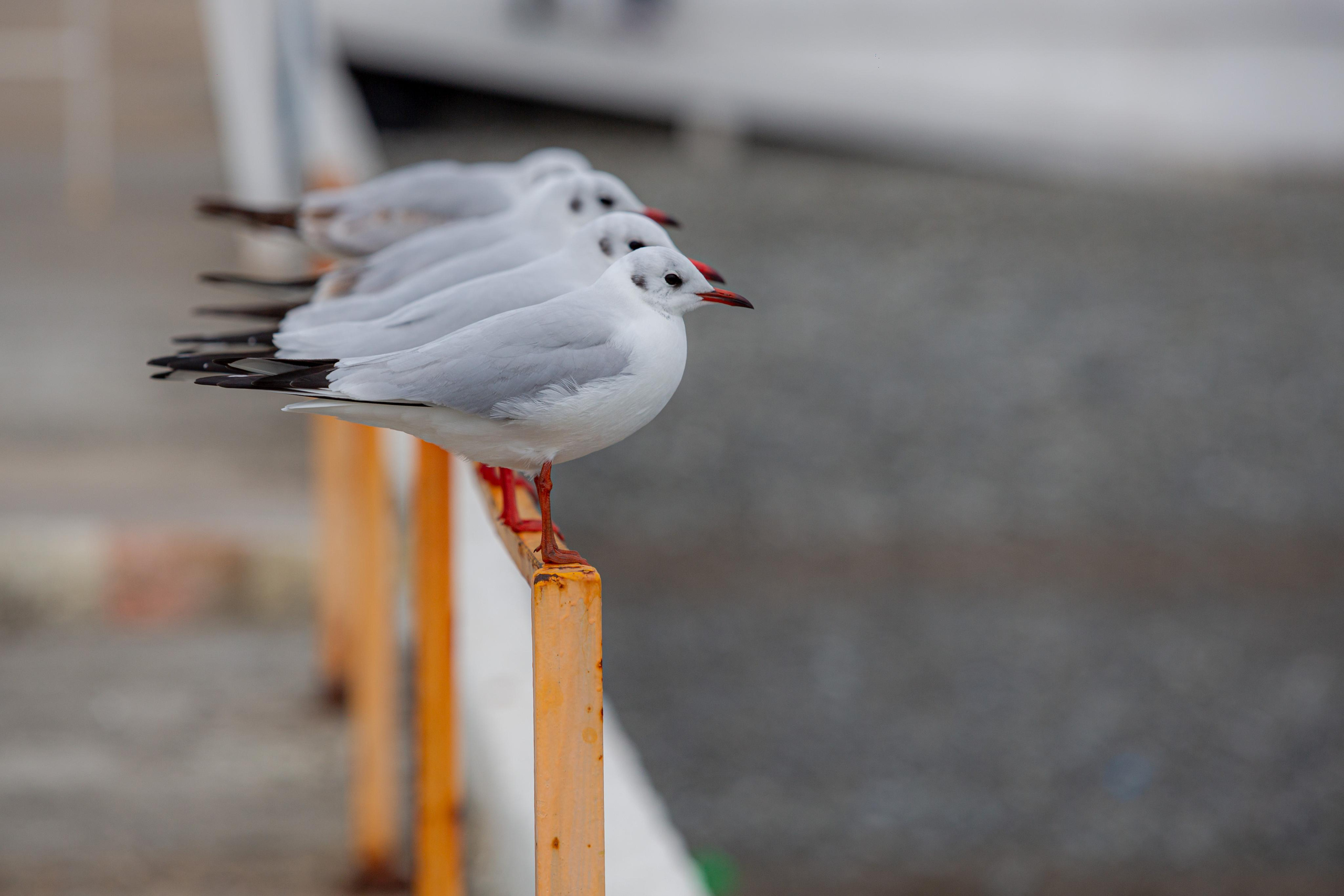 Сочи. Photographer Sonkina Tatiana (Tanya Ash)