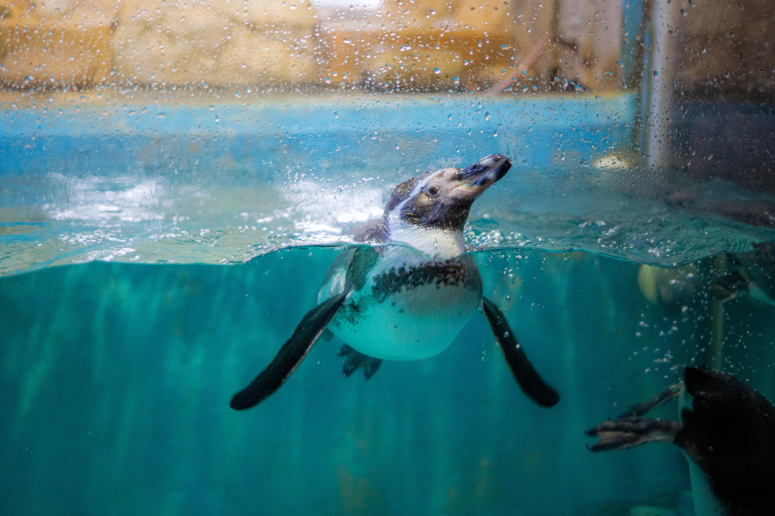 Аквариум и Морской зоопарк. Photographer Sonkina Tatiana (Tanya Ash)