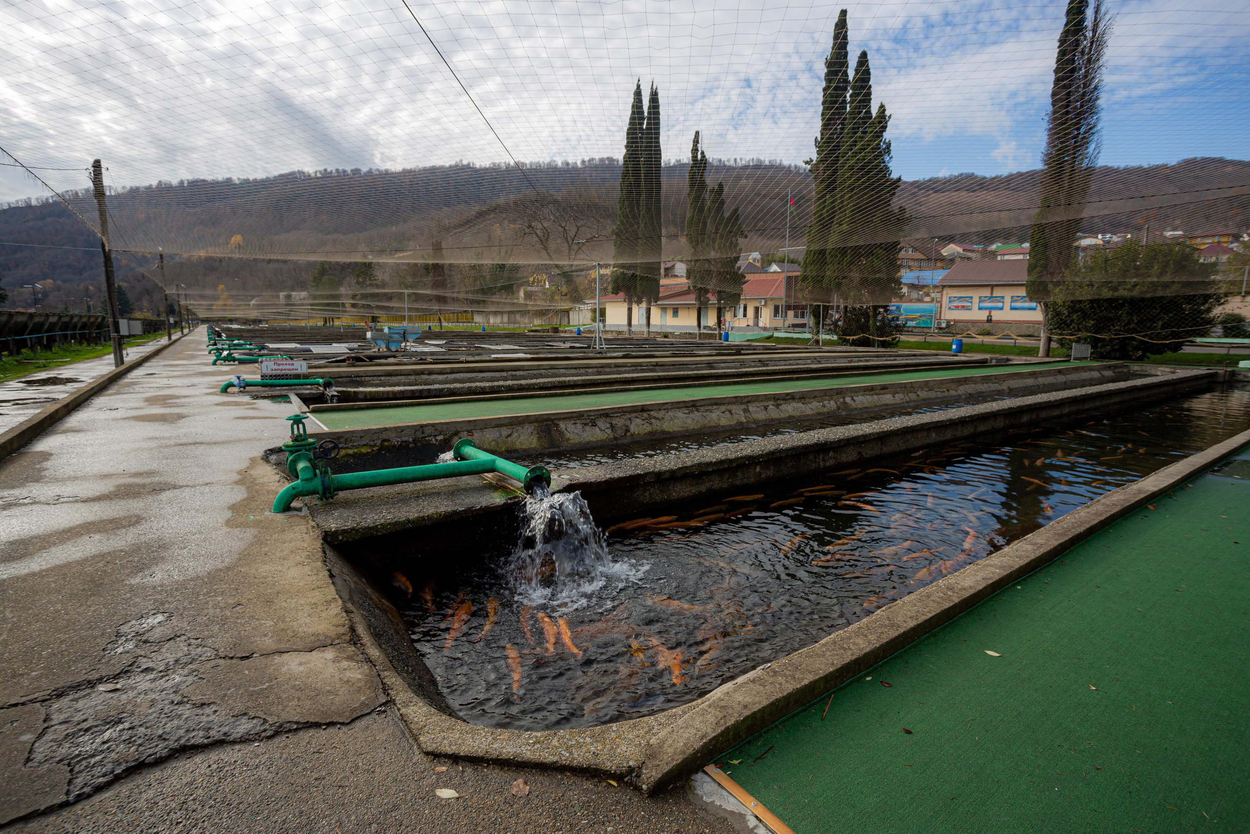 Форелевое хозяйство в Адлере. Photographer Sonkina Tatiana (Tanya Ash)