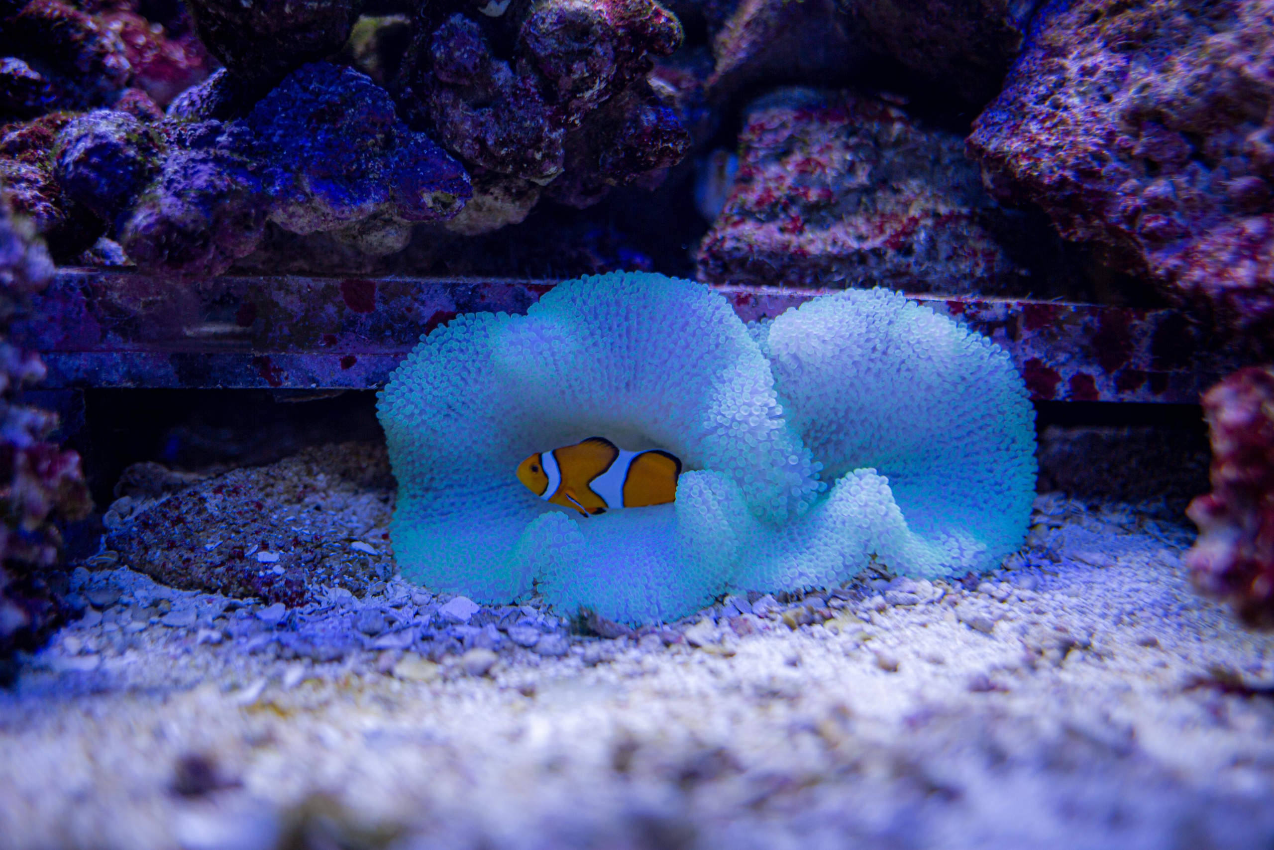 Аквариум и Морской зоопарк. Photographer Sonkina Tatiana (Tanya Ash)