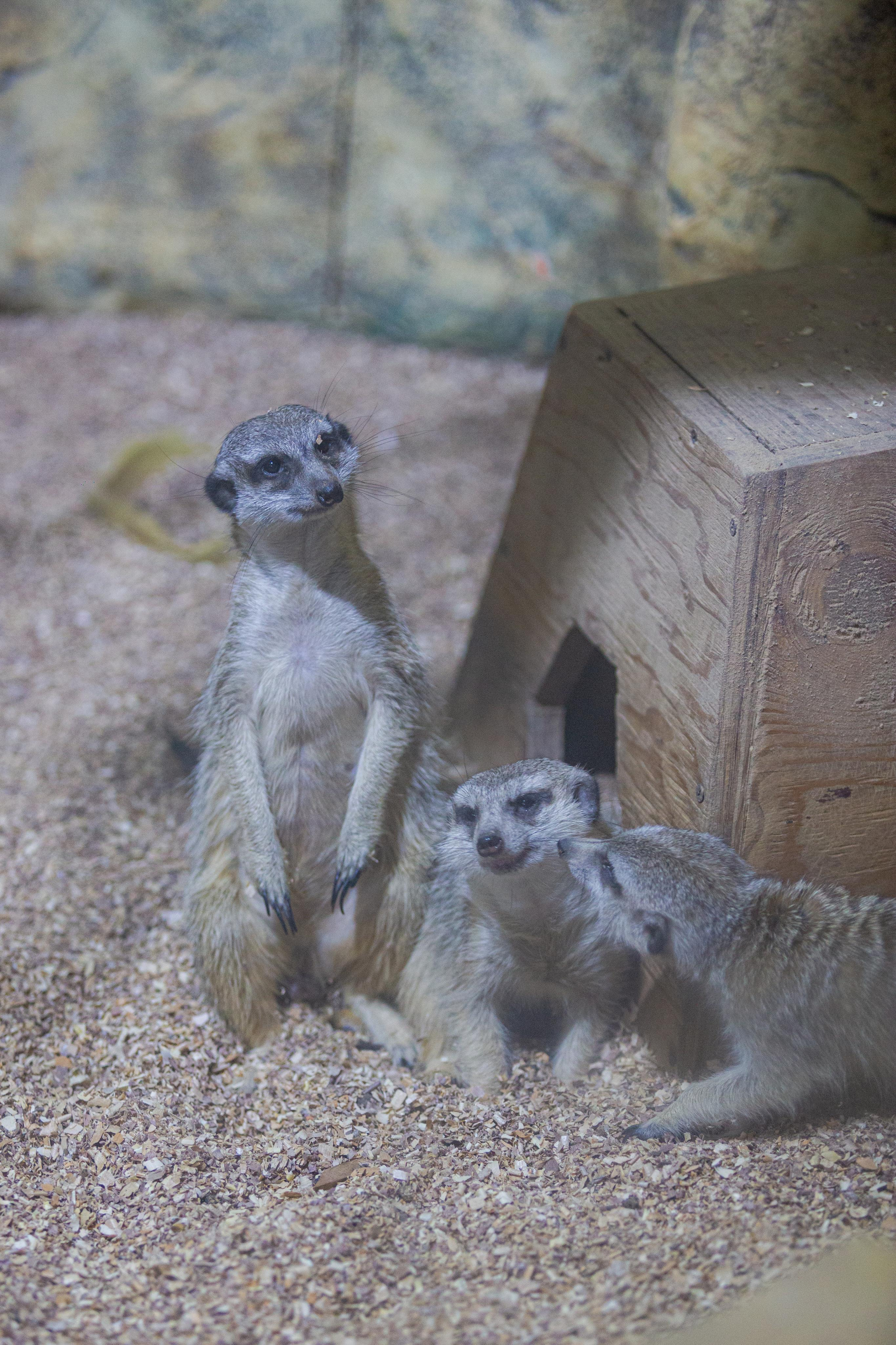 Зоопарк РИО. Photographer Sonkina Tatiana (Tanya Ash)