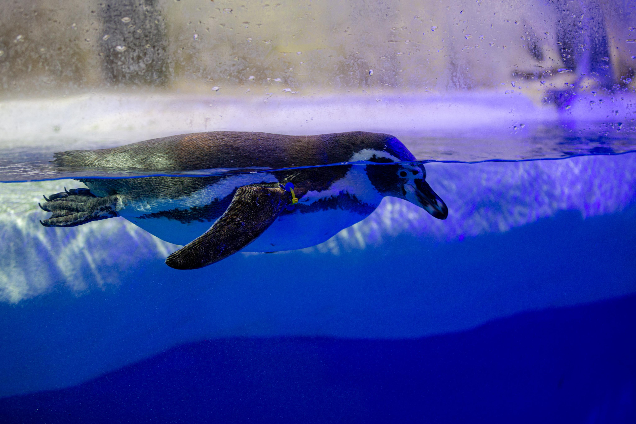 Пингвинарий «Ривьера». Photographer Sonkina Tatiana (Tanya Ash)