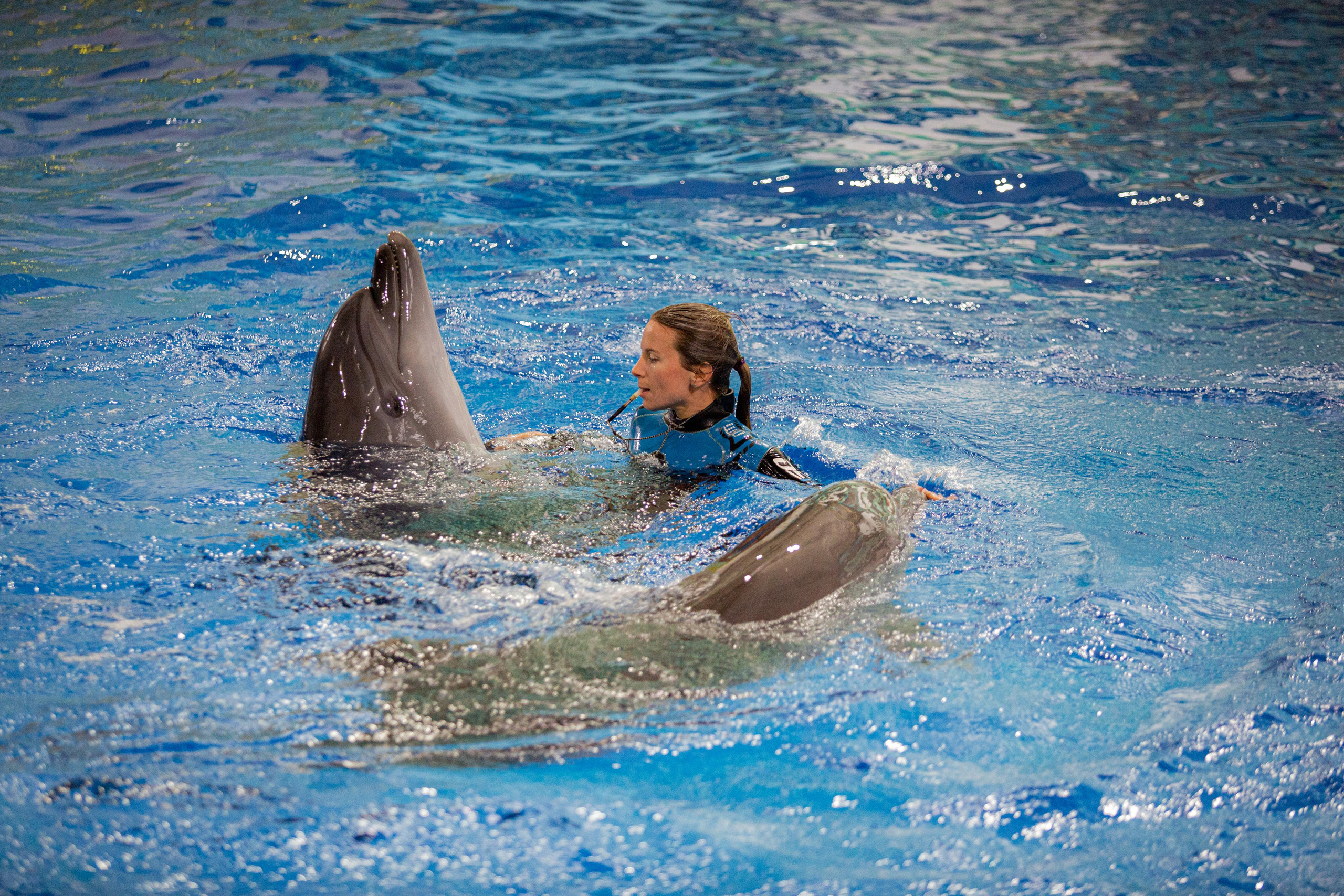 Dolphinarium “Riviera”. Photographer Sonkina Tatiana (Tanya Ash)
