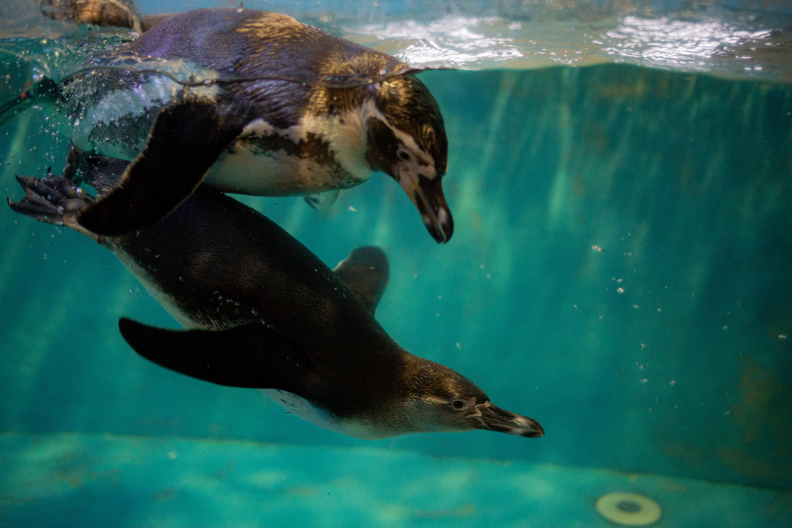 Аквариум и Морской зоопарк. Photographer Sonkina Tatiana (Tanya Ash)
