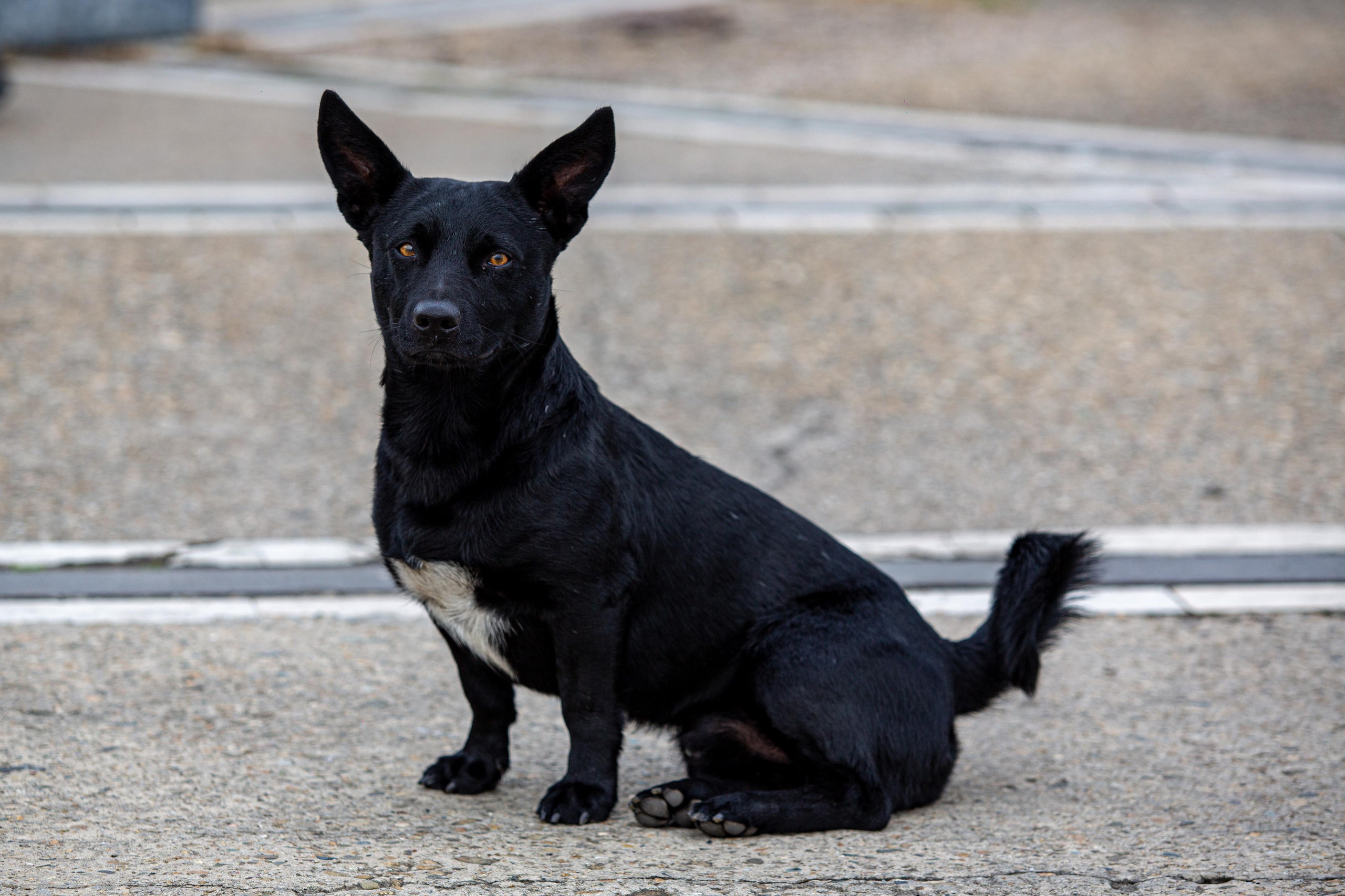 Dogs. Photographer Sonkina Tatiana (Tanya Ash)