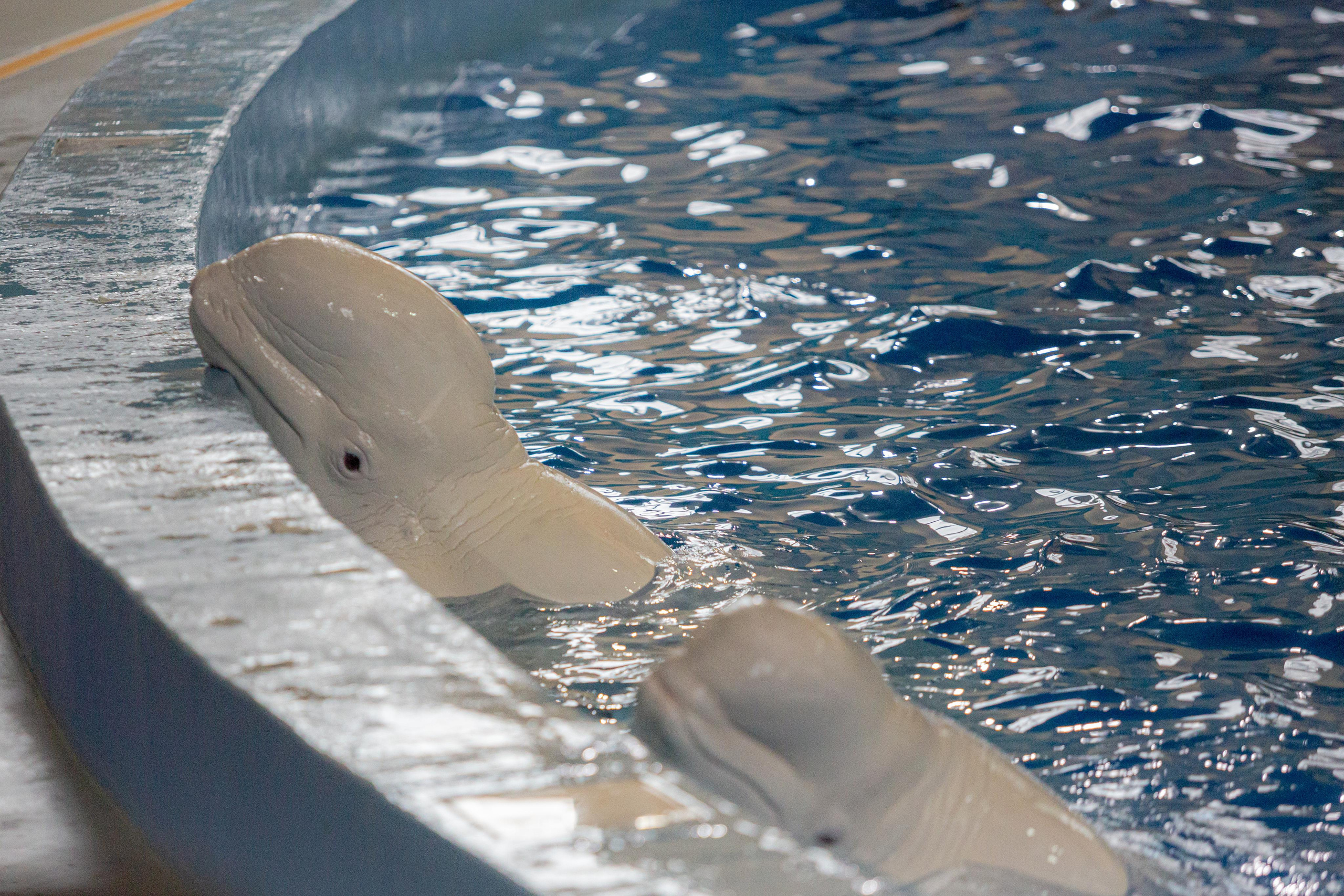 Dolphinarium “Riviera”. Photographer Sonkina Tatiana (Tanya Ash)