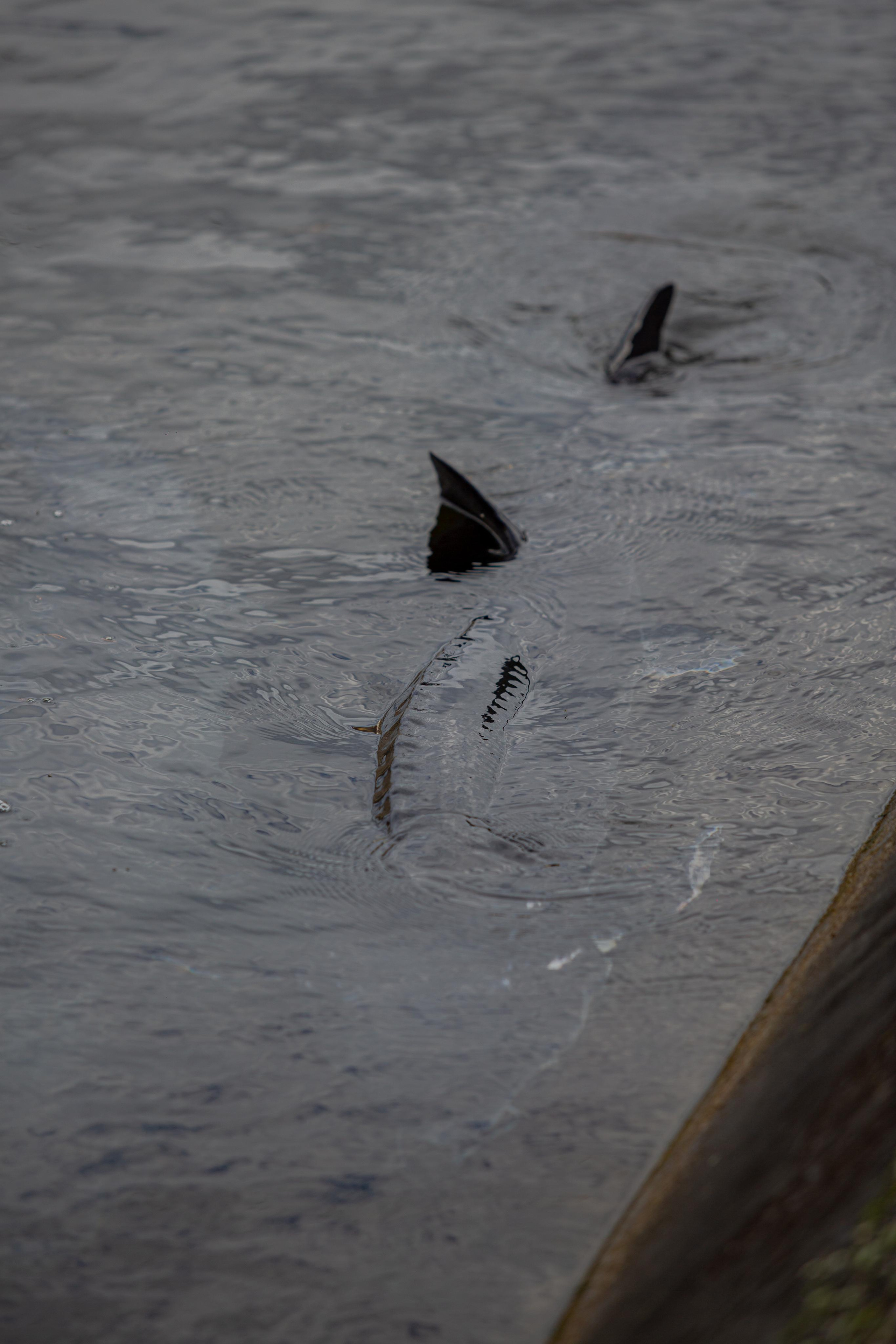 Форелевое хозяйство в Адлере. Photographer Sonkina Tatiana (Tanya Ash)