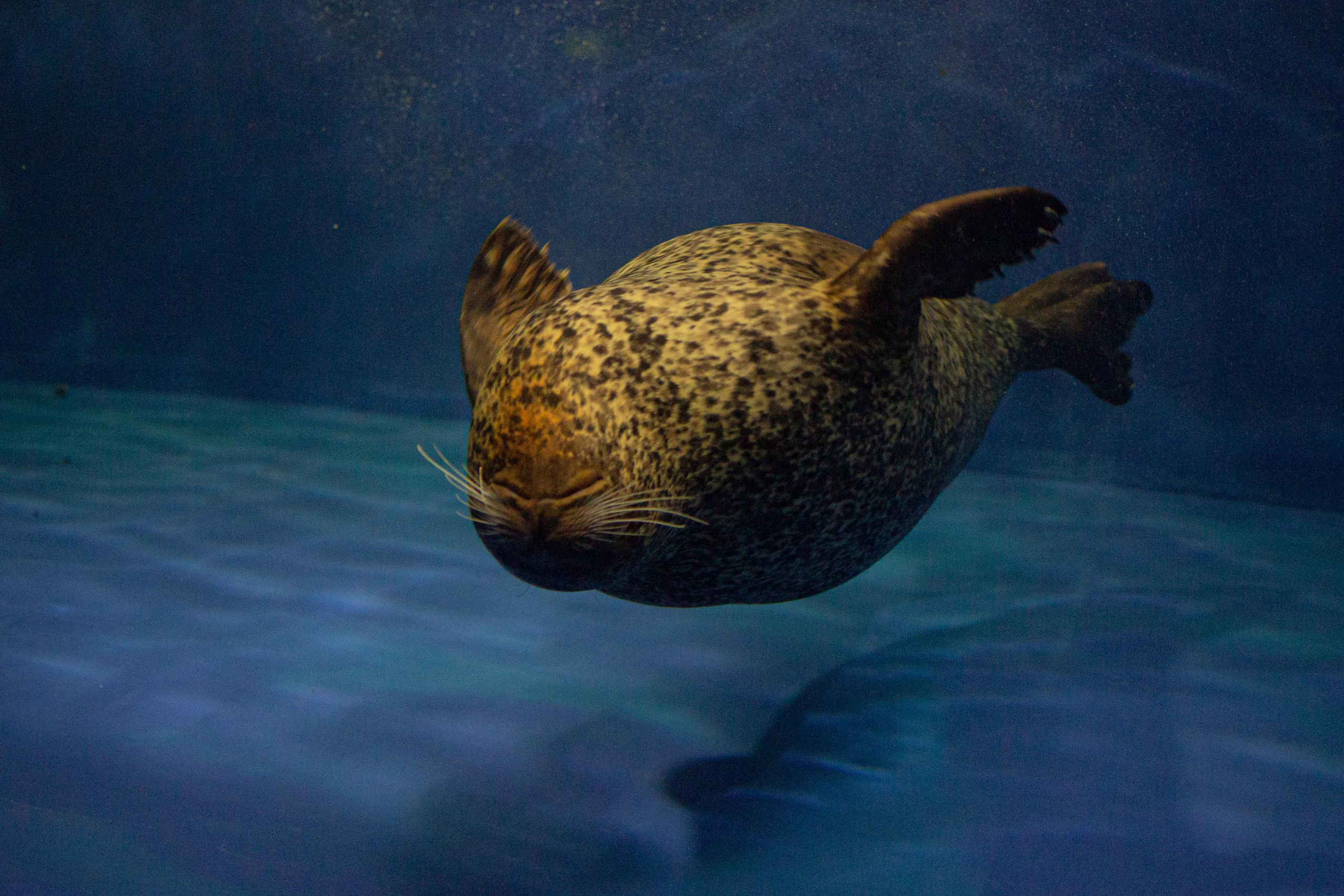 Аквариум и Морской зоопарк. Photographer Sonkina Tatiana (Tanya Ash)