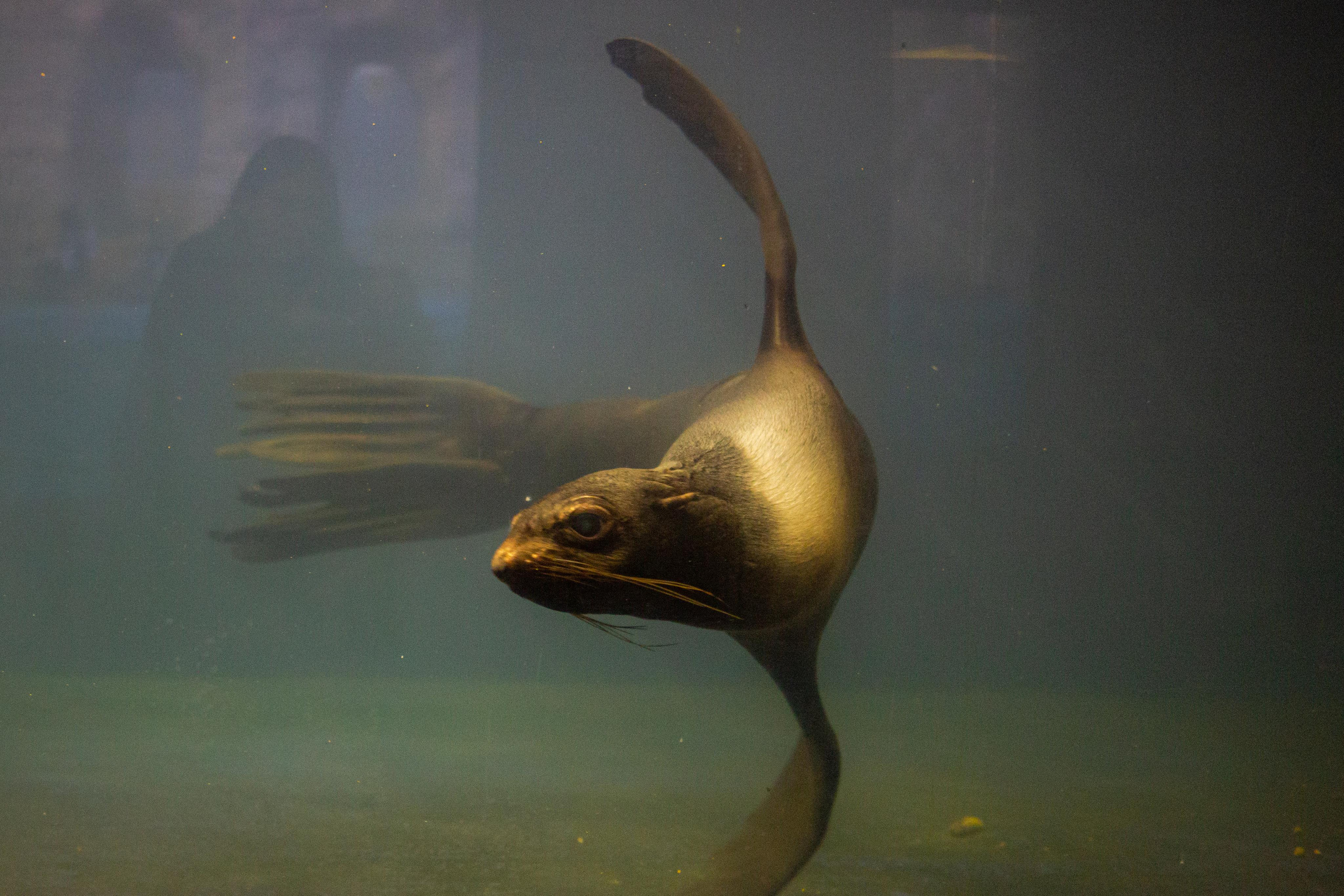 Аквариум и Морской зоопарк. Photographer Sonkina Tatiana (Tanya Ash)