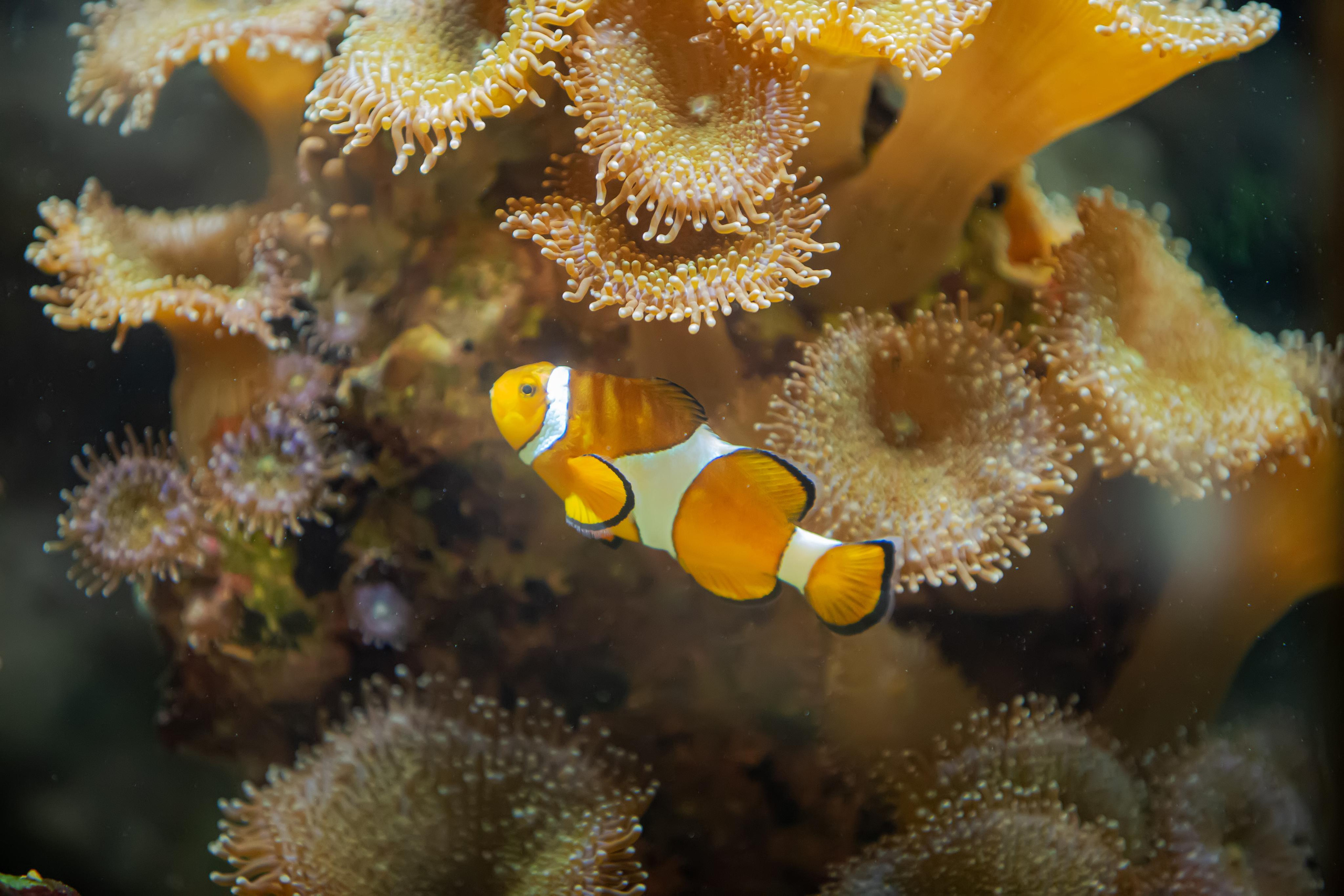 Сочинский Аквариум. Photographer Sonkina Tatiana (Tanya Ash)