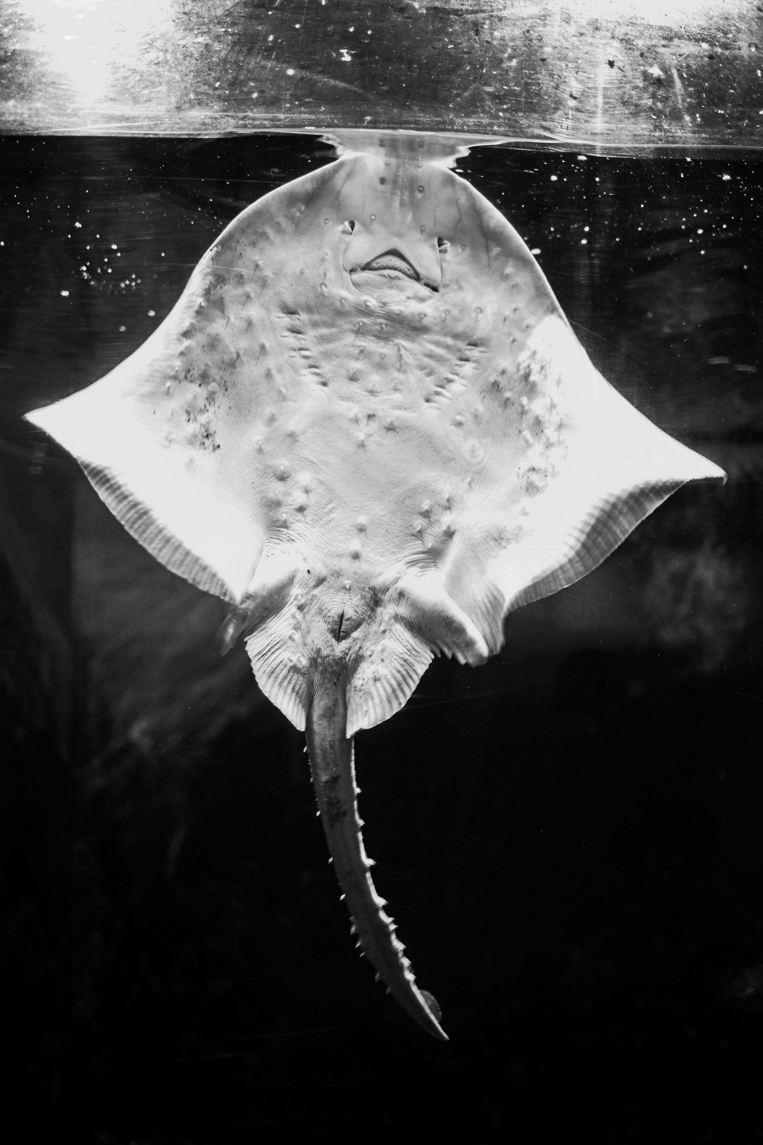 Аквариум и Морской зоопарк. Photographer Sonkina Tatiana (Tanya Ash)