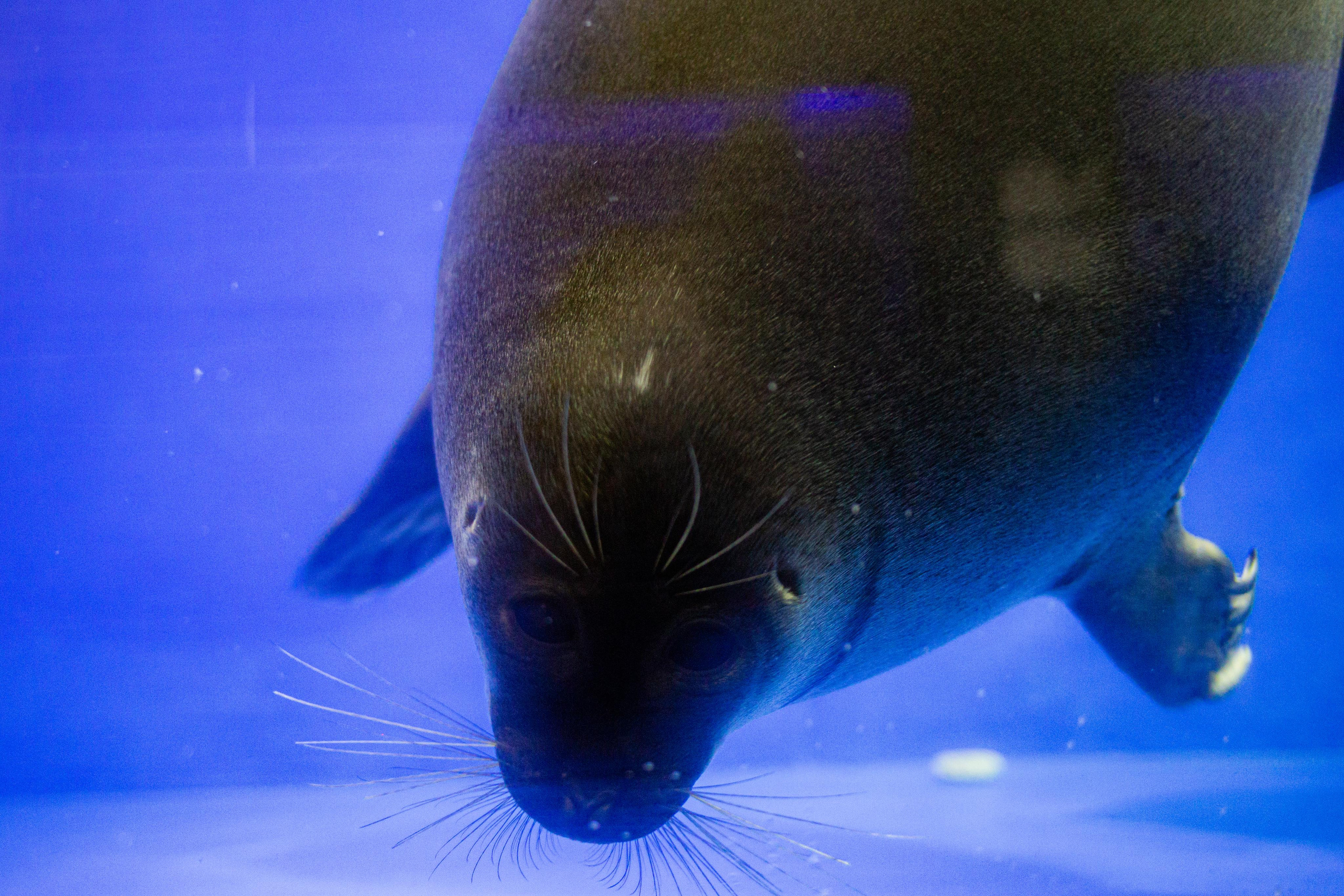 Аквариум и Морской зоопарк. Photographer Sonkina Tatiana (Tanya Ash)