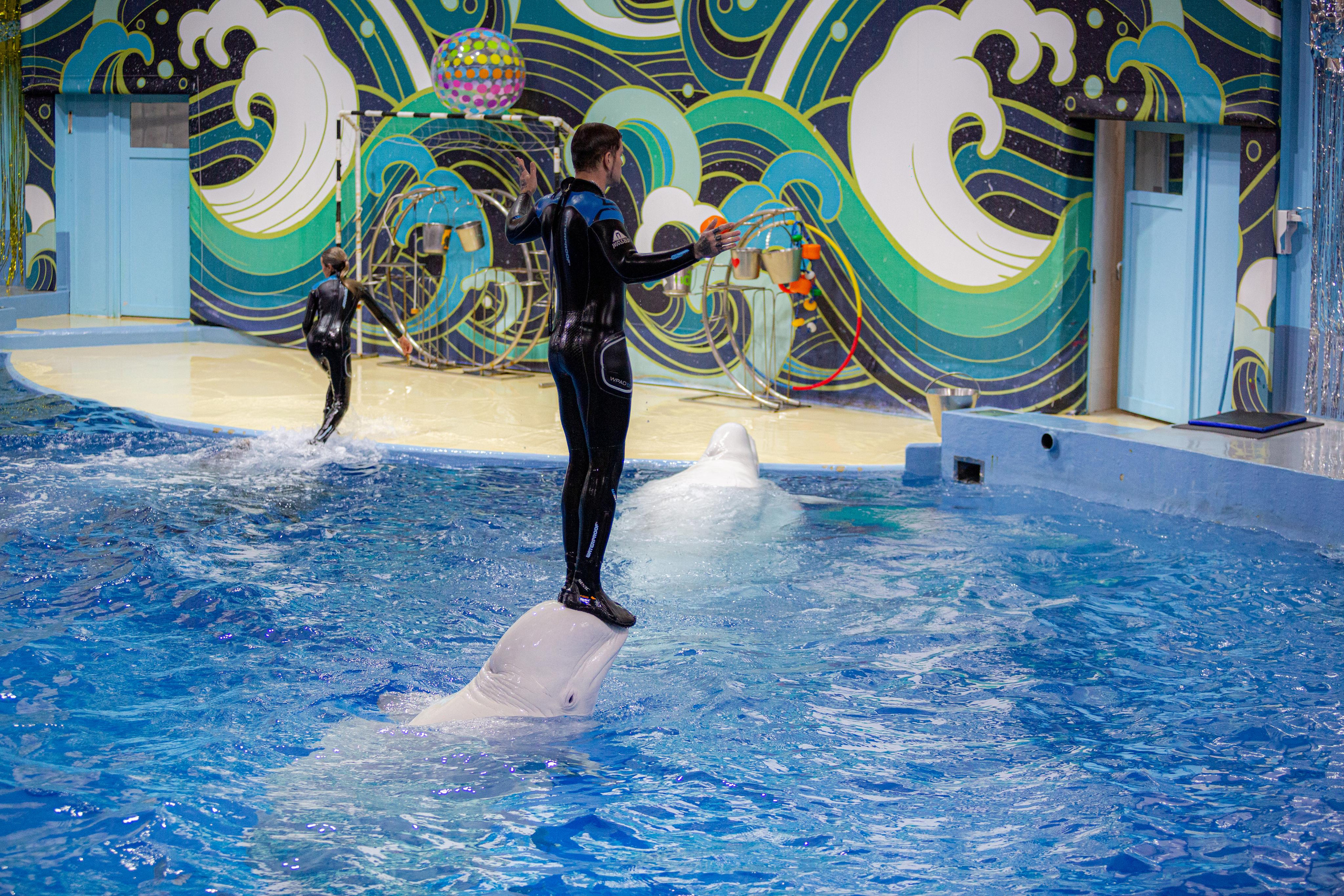 Dolphinarium “Riviera”. Photographer Sonkina Tatiana (Tanya Ash)