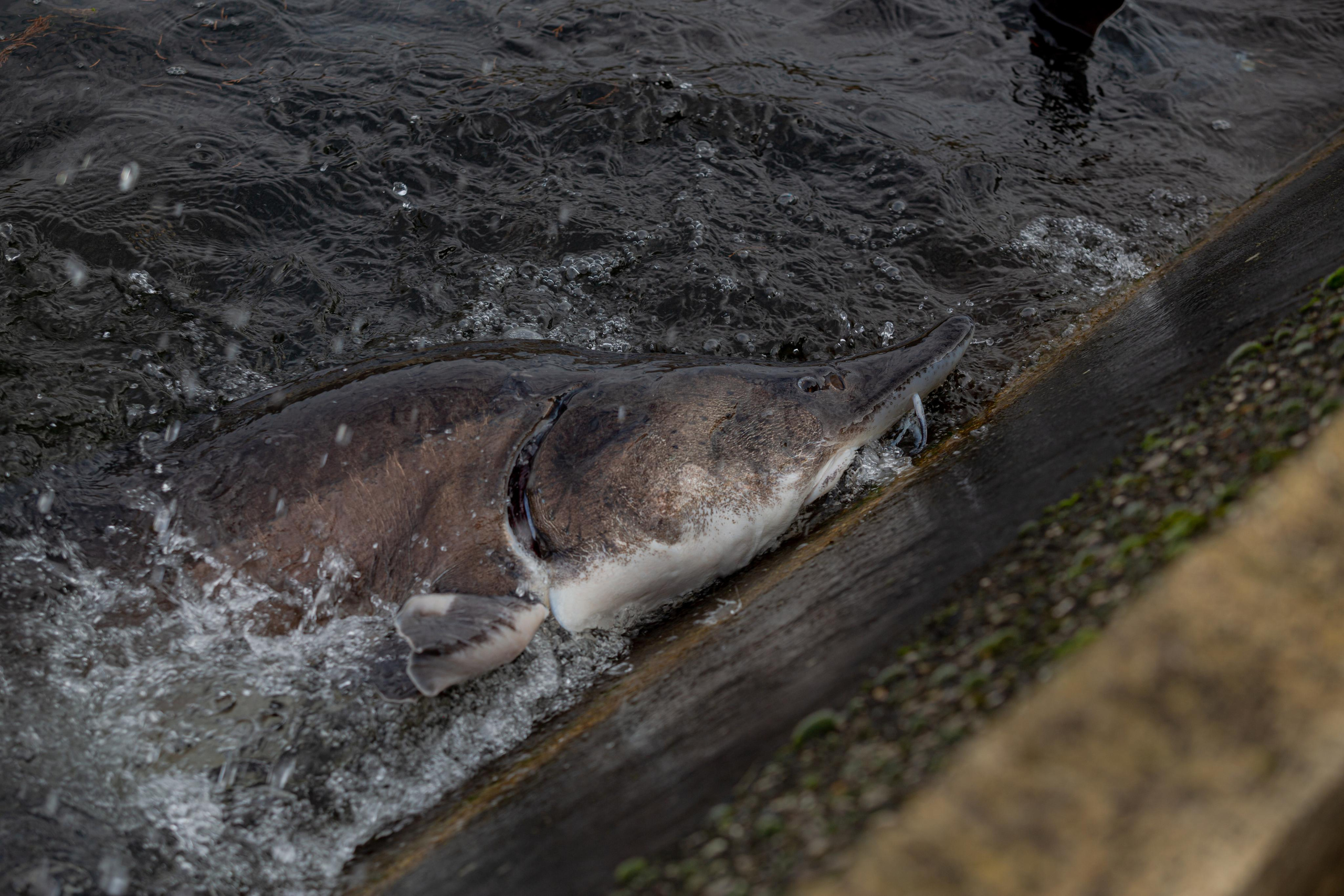 Форелевое хозяйство в Адлере. Photographer Sonkina Tatiana (Tanya Ash)